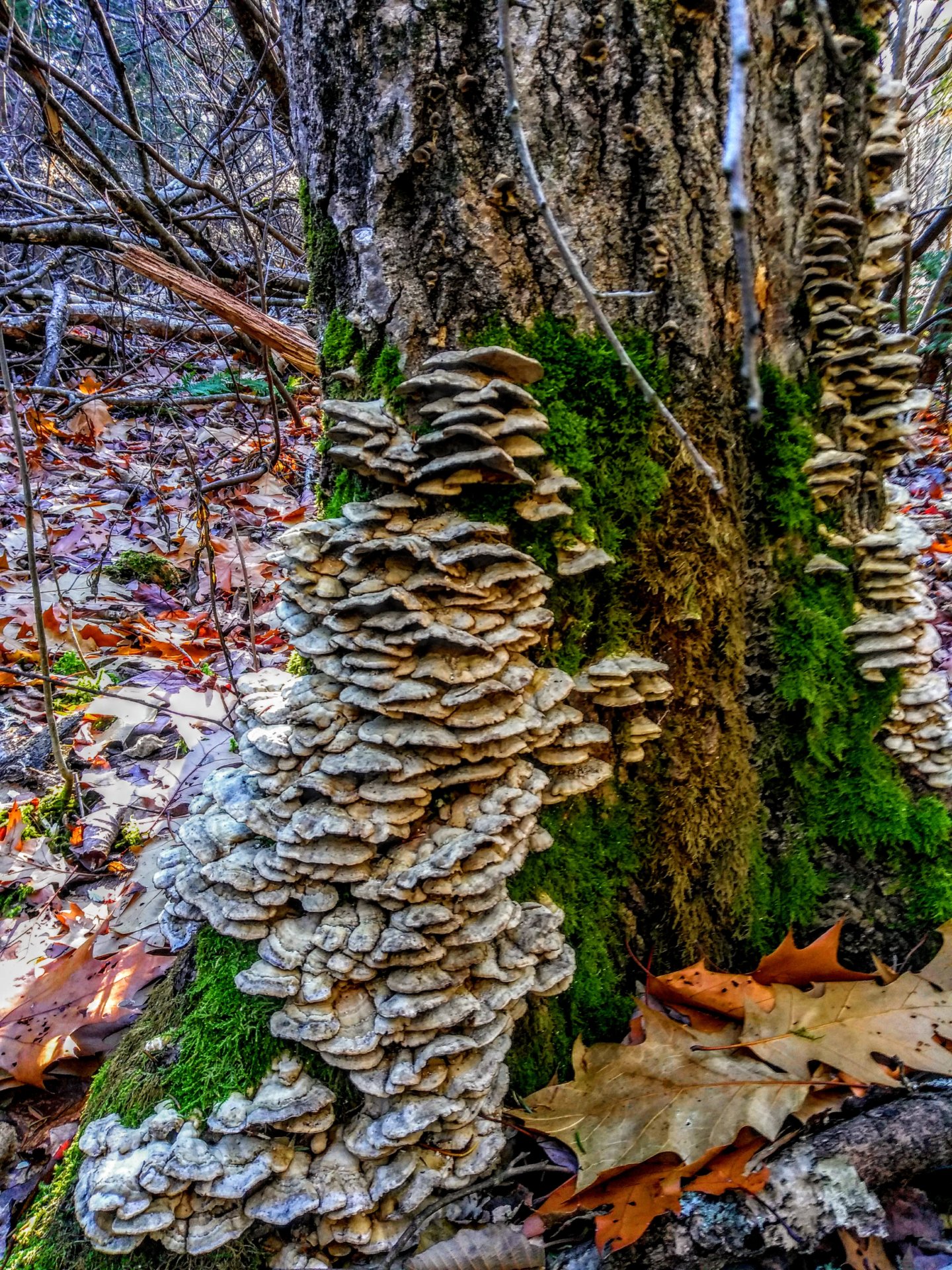 Mushrooms on a tree, in Downeast, Maine. Nov, 11/2018