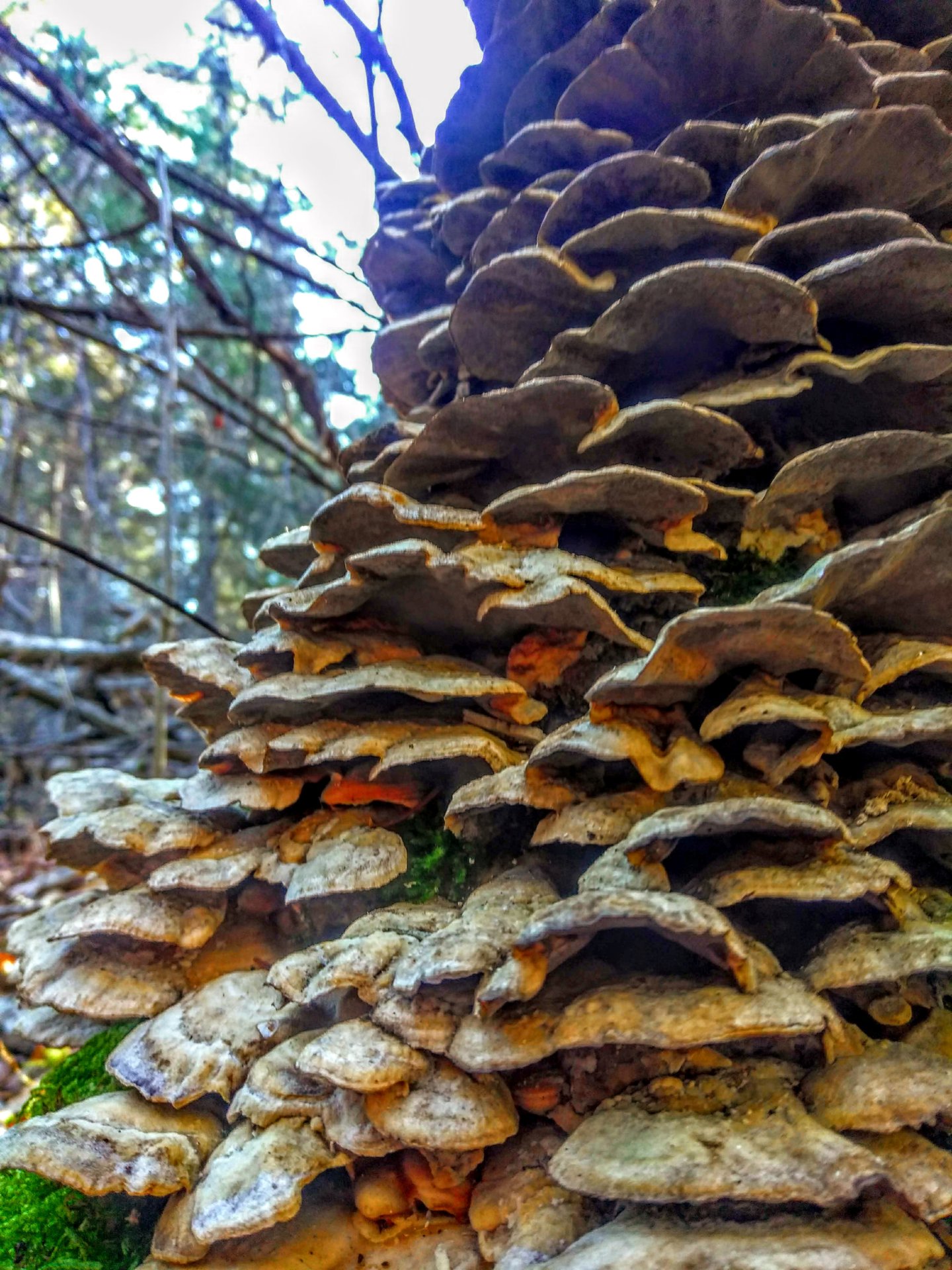 Mushrooms, Downeast Maine. Nov, 2018