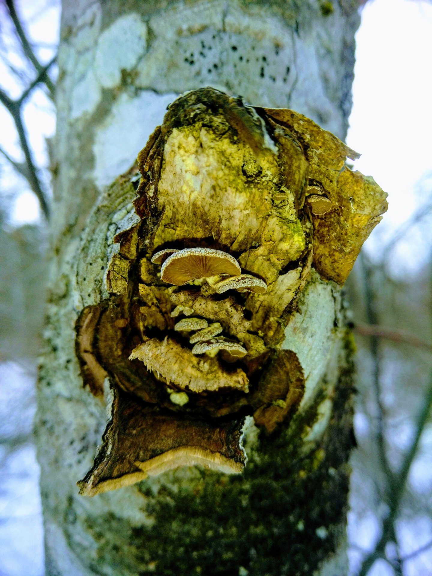 Mushrooms on a tree, in Downeast, Maine. Feb/11/2019