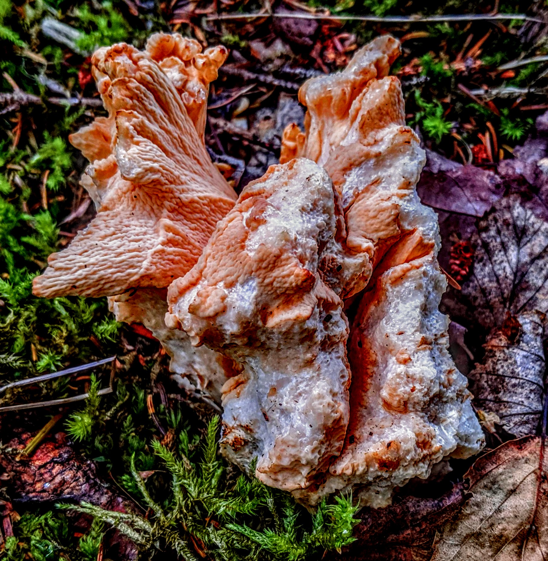 Mushrooms on a tree, in Downeast, Maine. 2019