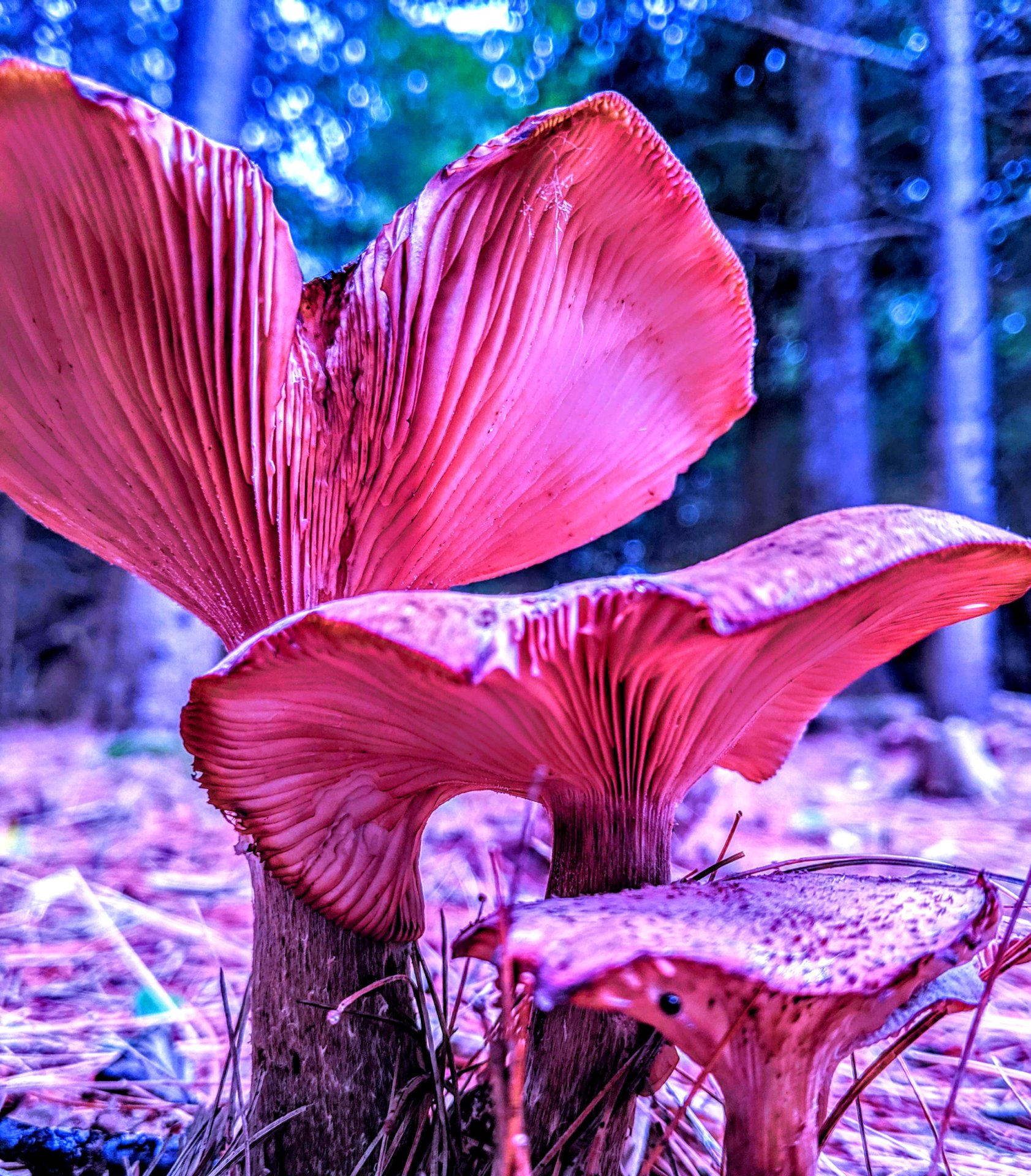 Angel looking three pair of mushrooms, in Downeast, Maine. 2019