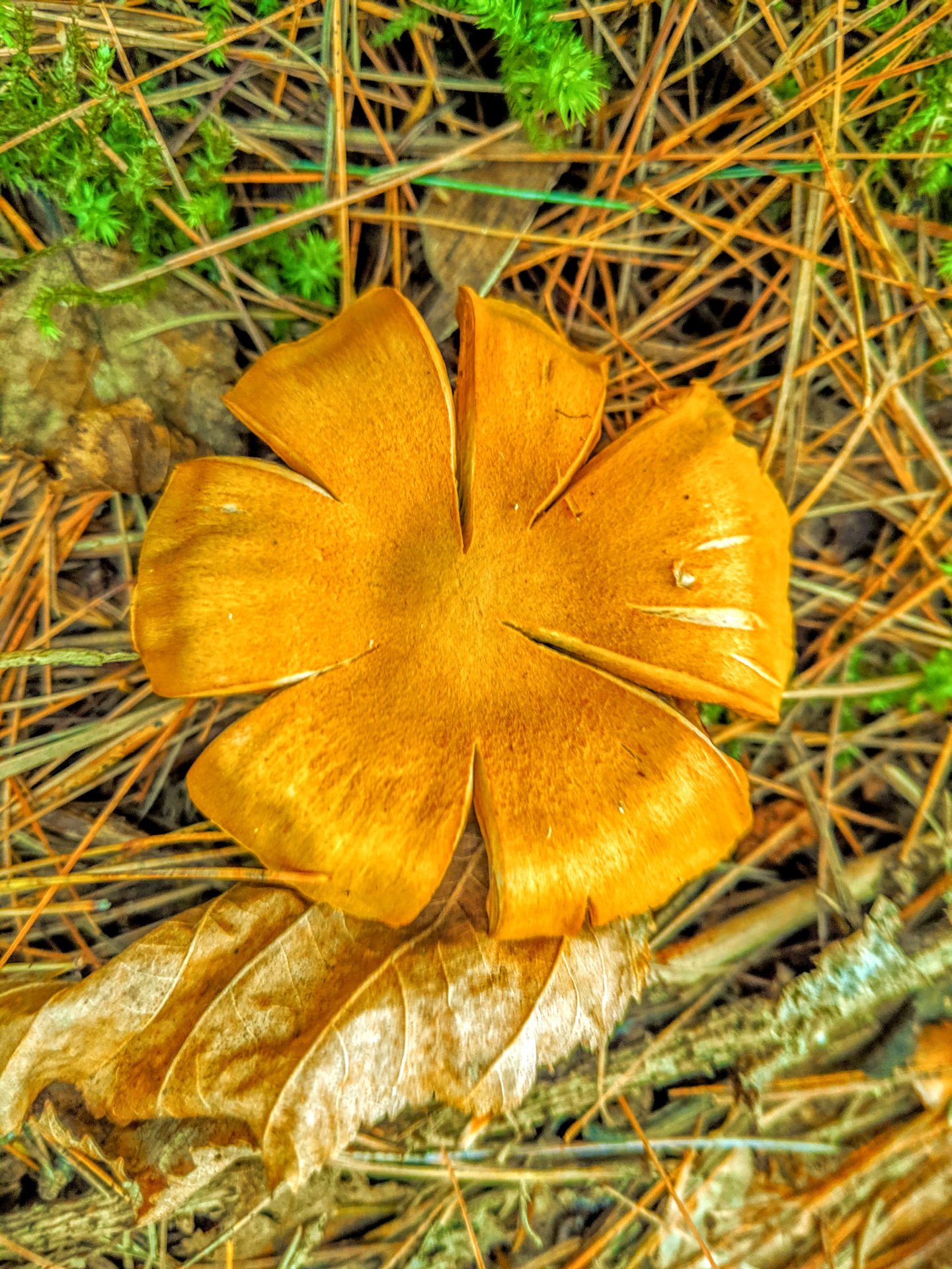 A orange mushroom that looks like a flower, in Downeast Maine. 2020