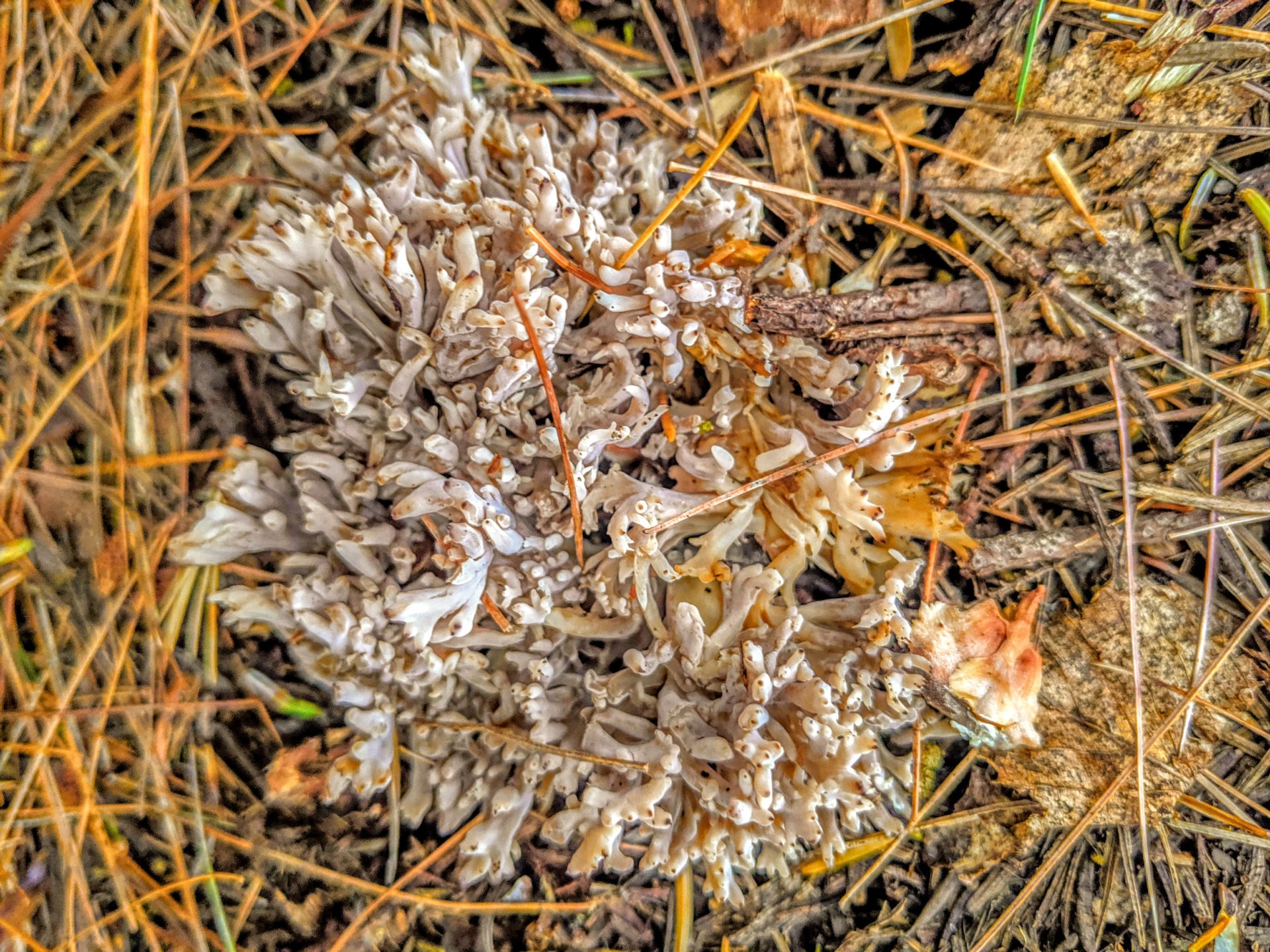 spongy, long tentacles looking mushrooms, in Downeast, Maine. 2019