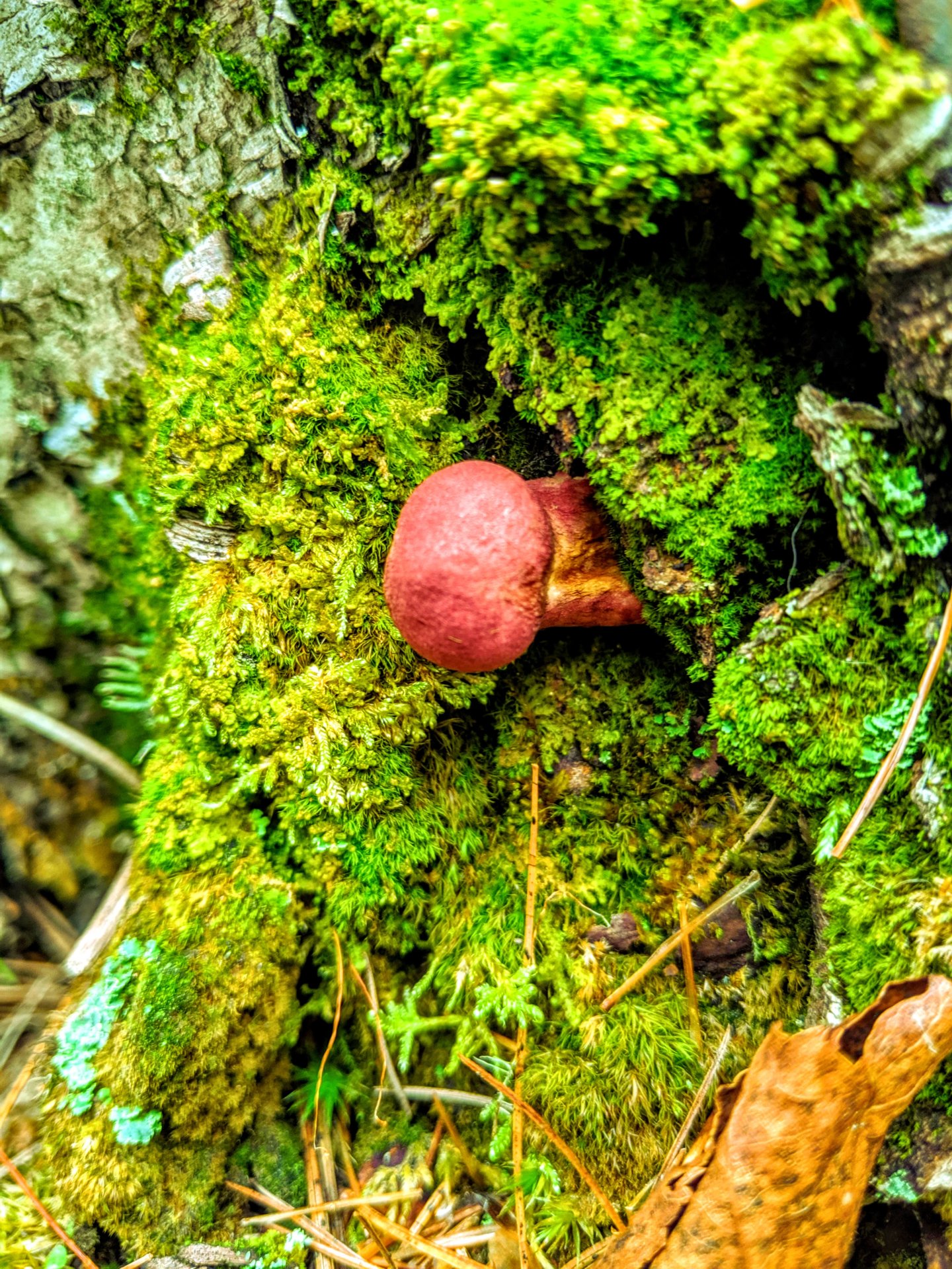Mushroom on a tree with a bunch of green moss, in Downeast, Maine. 2019