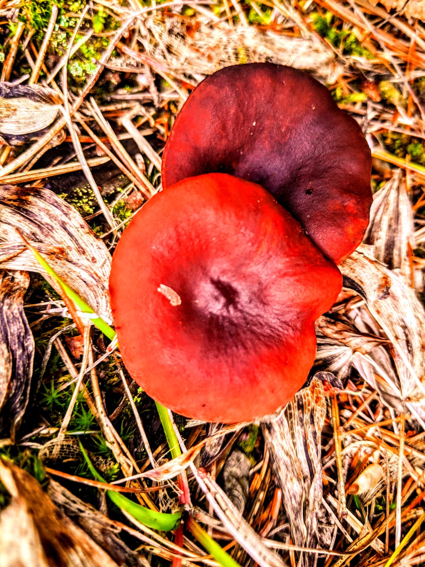 red, round mushrooms, in Downeast, Maine. 2019