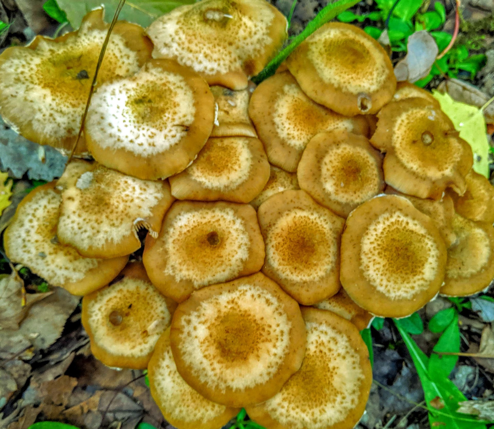 cluster of mushrooms in Downeast, Maine.