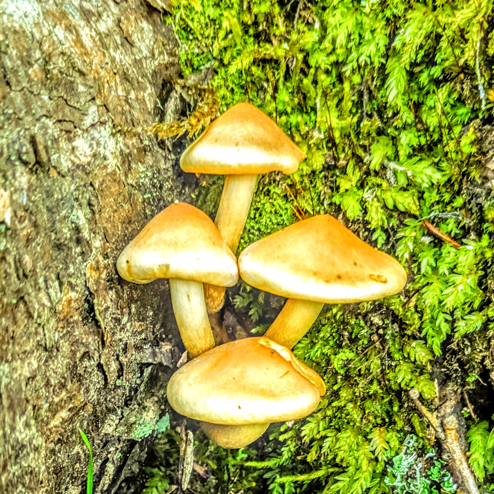Four mushrooms growing on a tree next to green moss in Downeast, Maine.