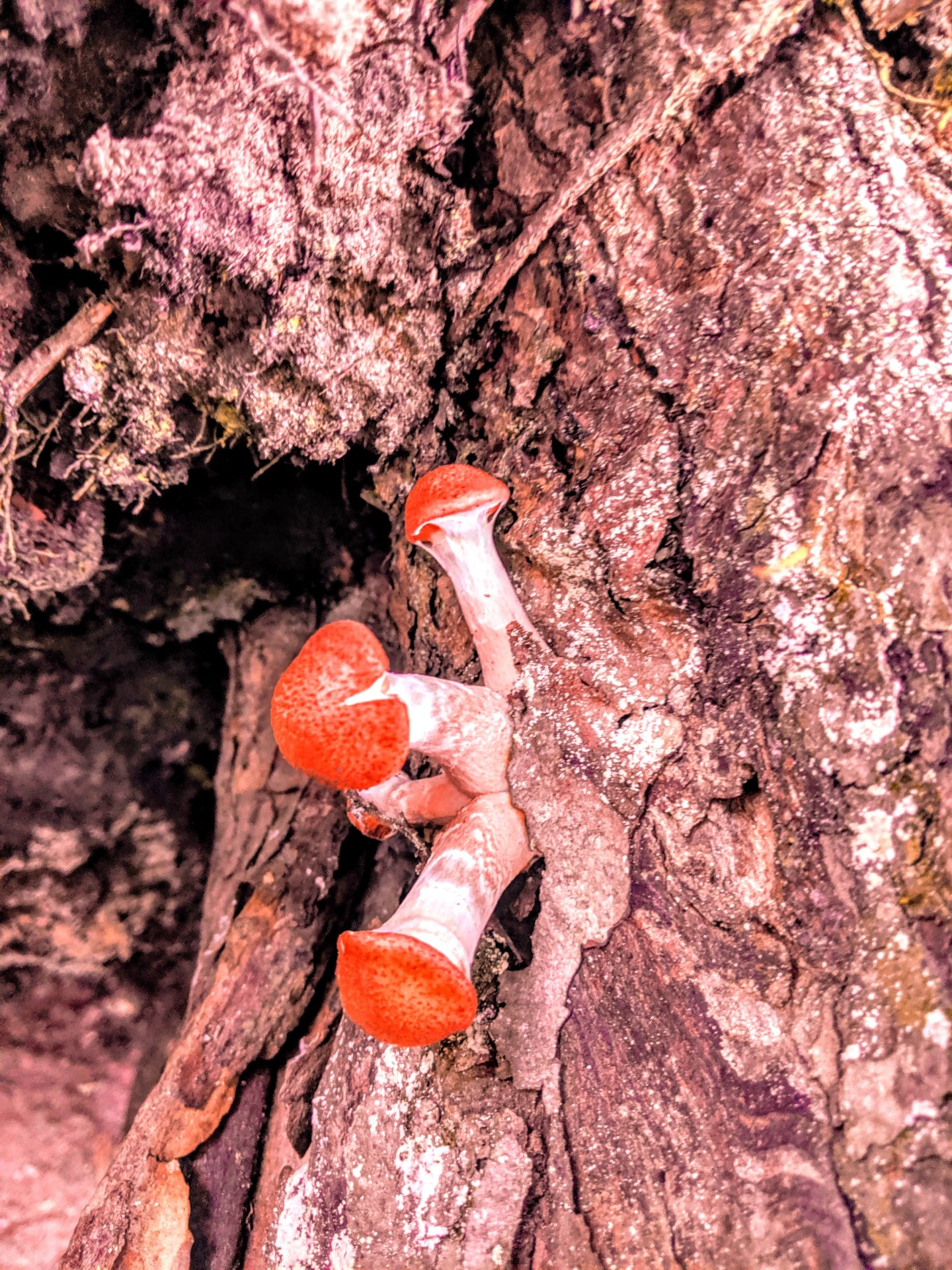 Three red cap mushrooms, growing out of the side of a log in Downeast, Maine. 2019