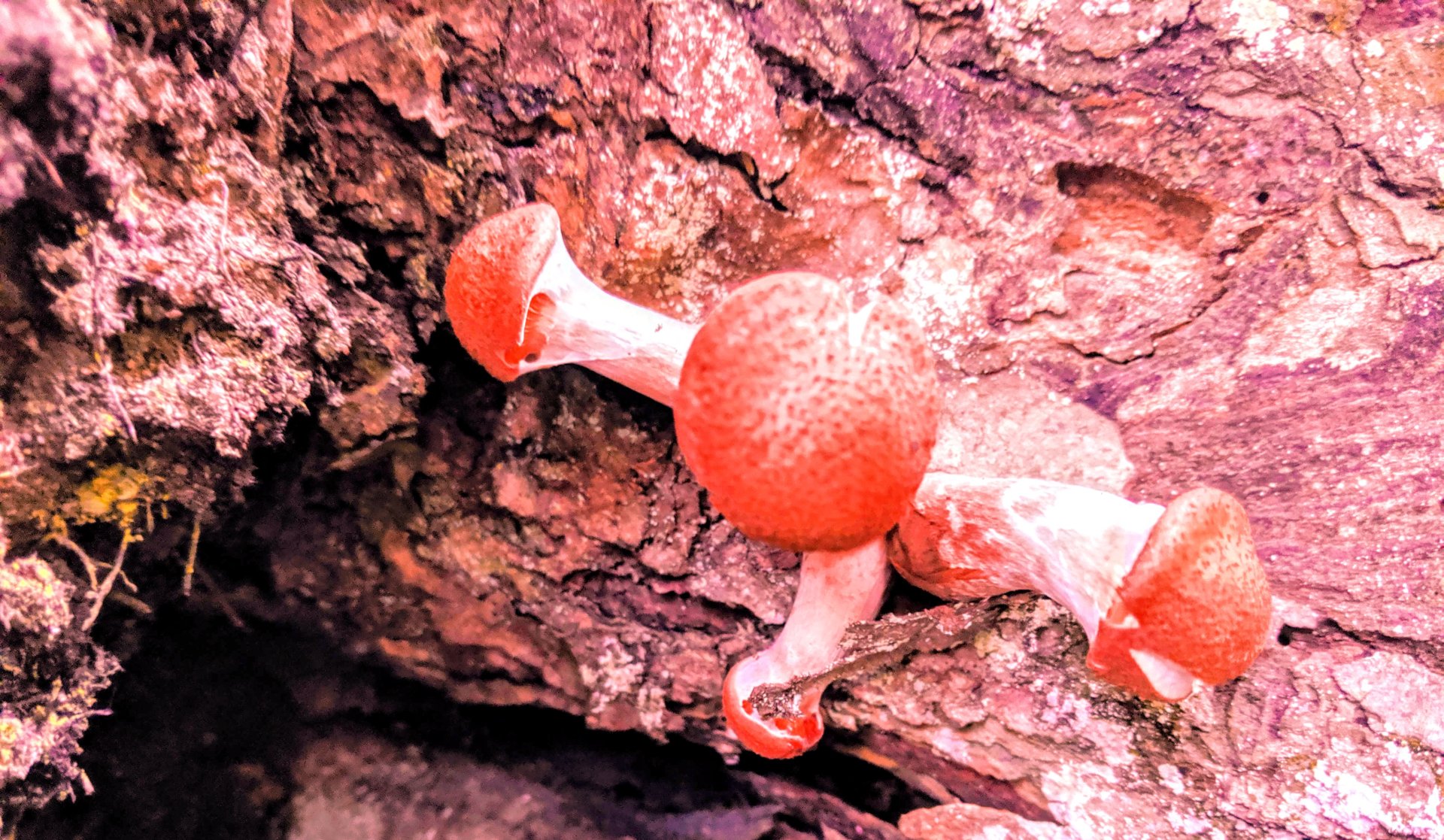 Closer look at three red cap mushrooms, growing out of the side of a log in Downeast, Maine. 2019