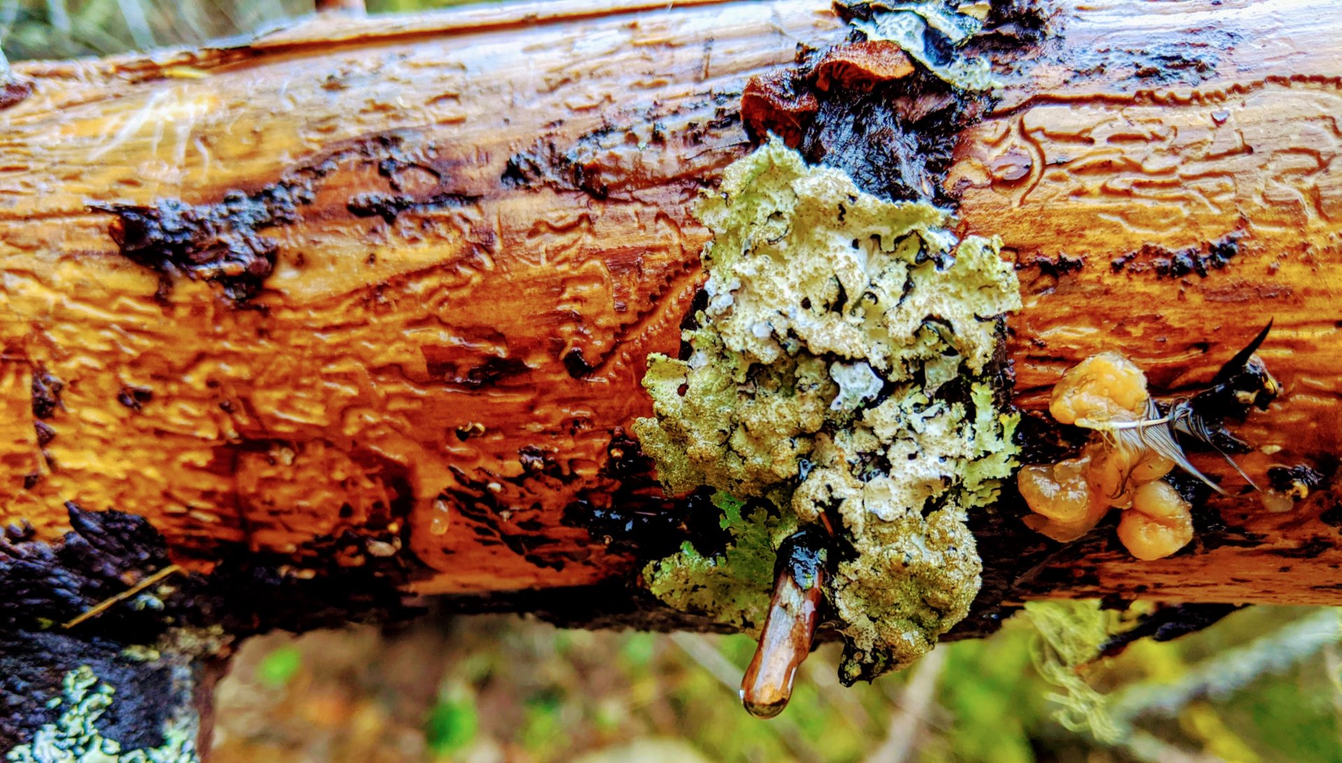 A wet log with some mushrooms in Downeast, Maine. 2019