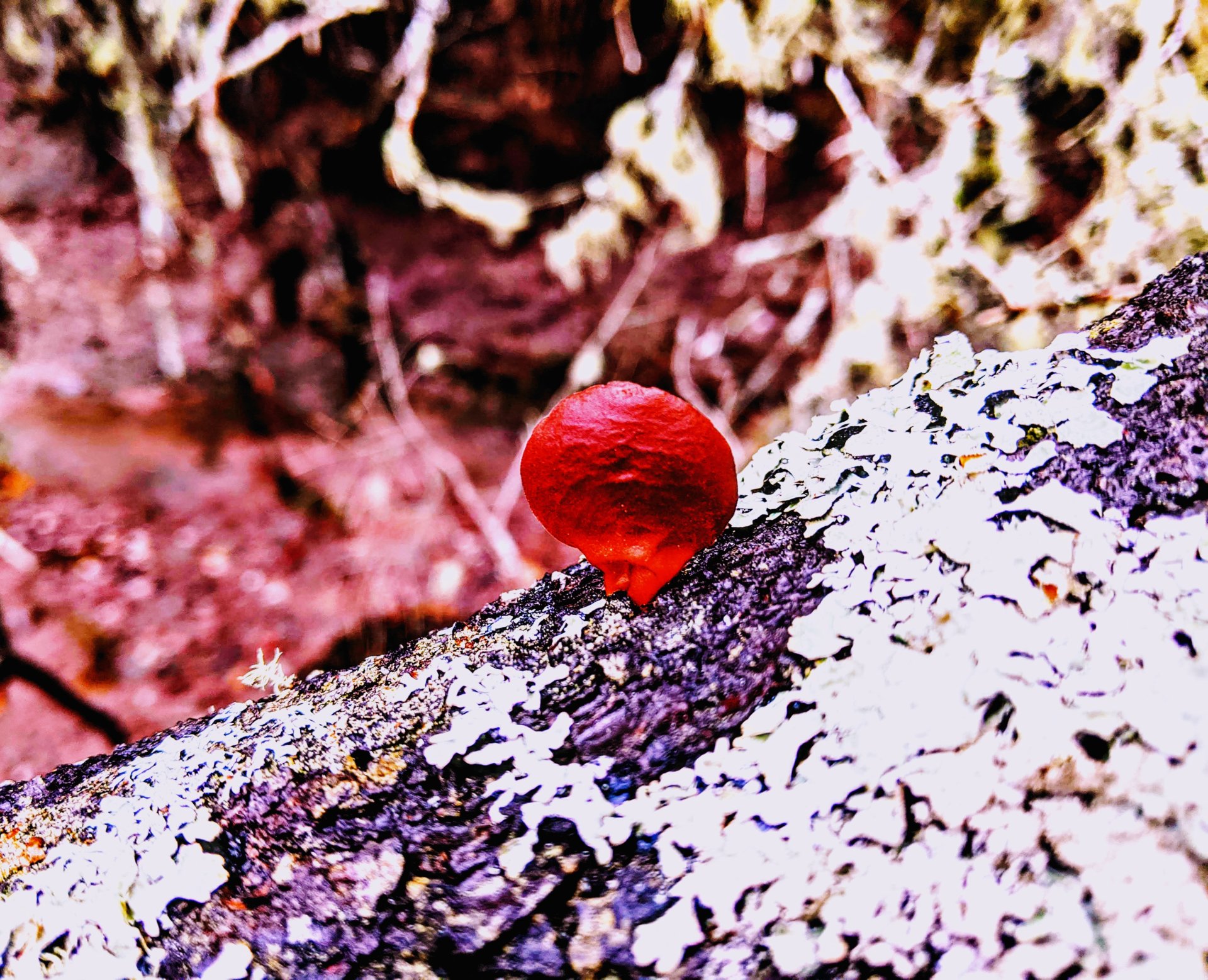 Red mushroom on the bay, in Perry, Maine. 
