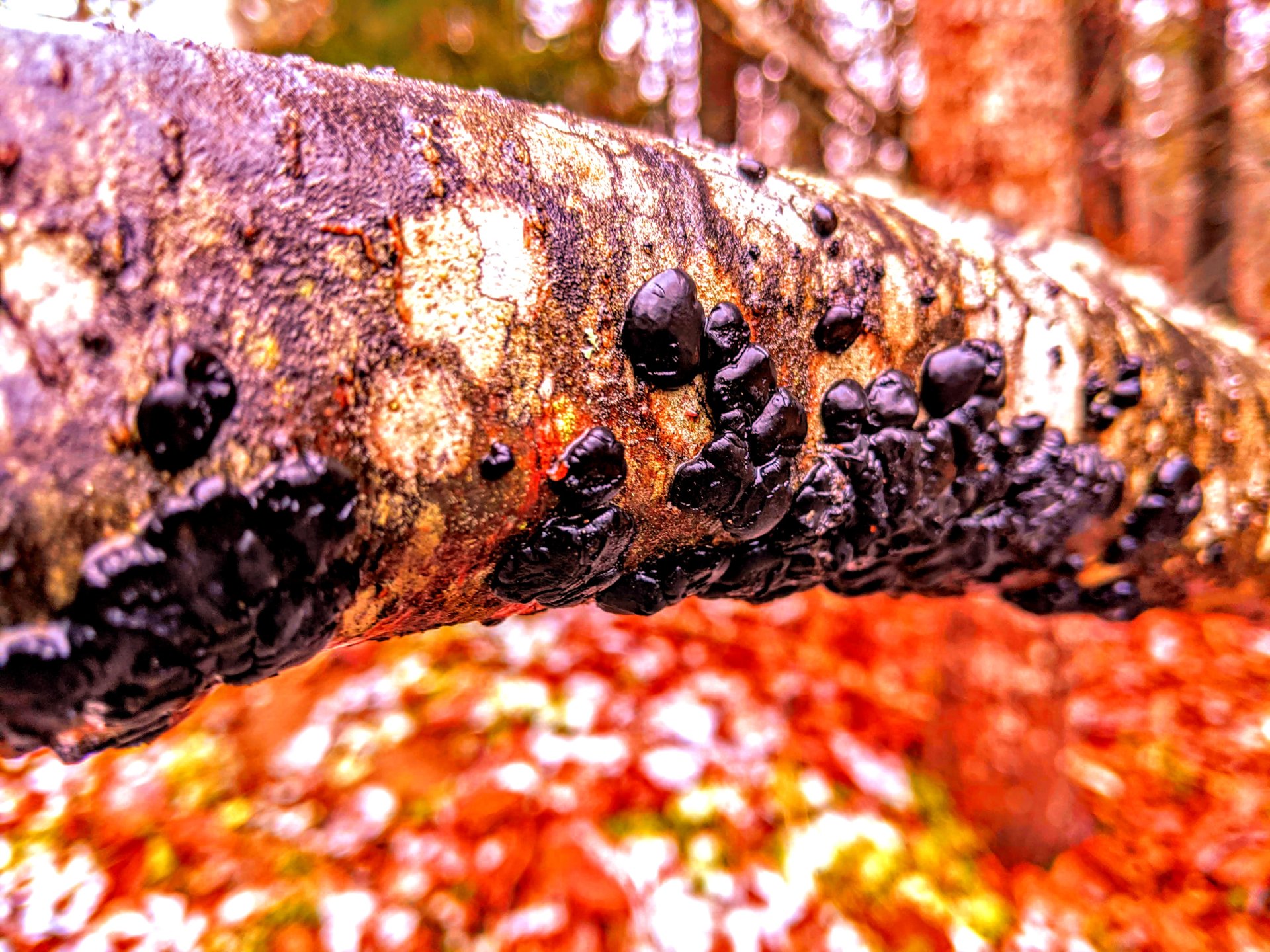 Black, shinny mushrooms growing on the side of a tree branch in Downeast, Maine,