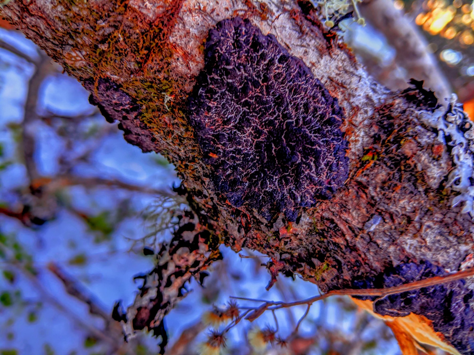 black, strange mushroom growing with a tree on it's branch in Perry, Maine.
