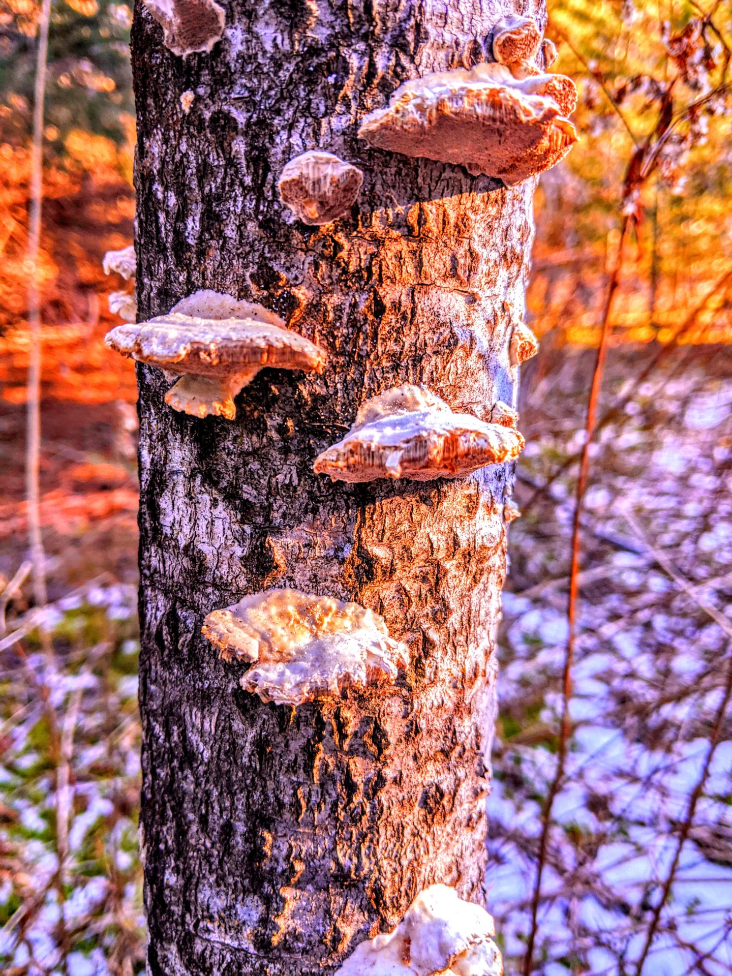 Cool mushrooms growing up a tree in Perry, Maine.