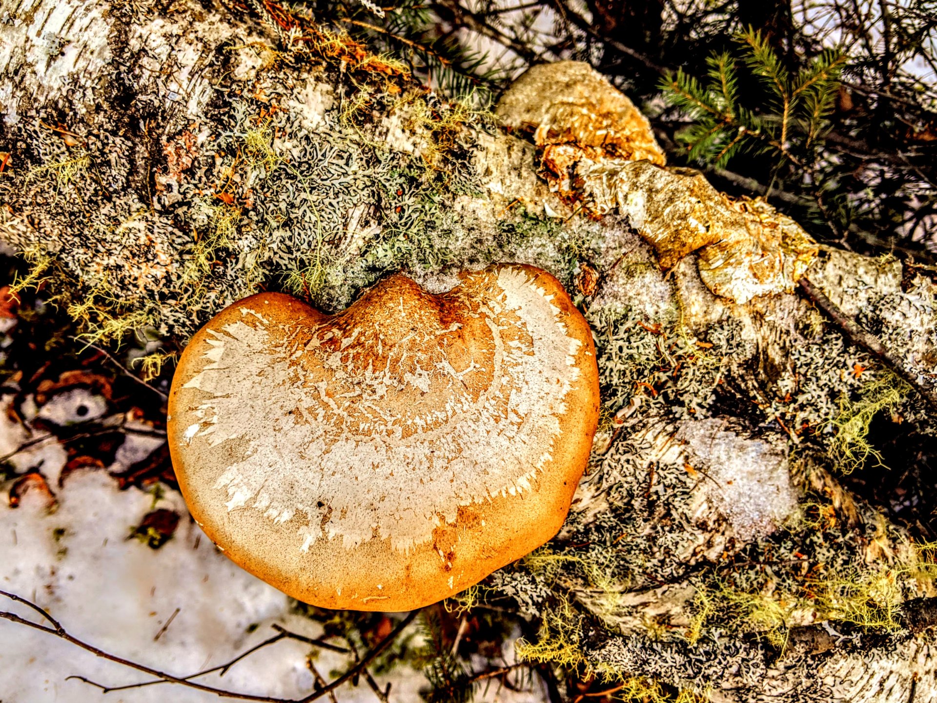 Big, brown mushroom growing on a fallen tree in downeast Maine.