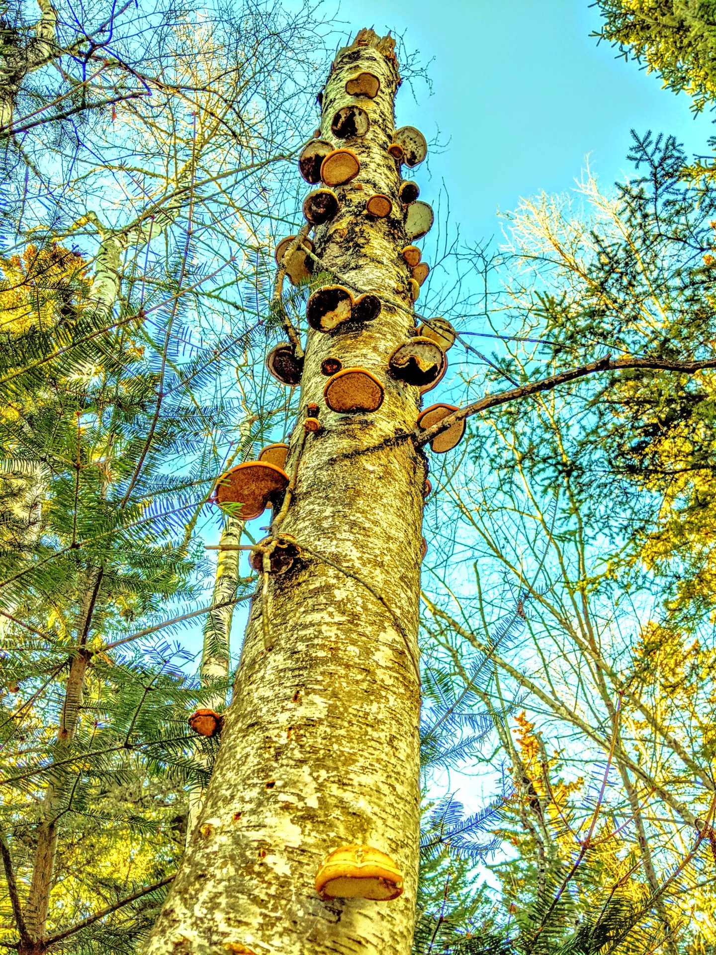 A bunch of mushrooms growing up a dead tree in downeast, Maine.