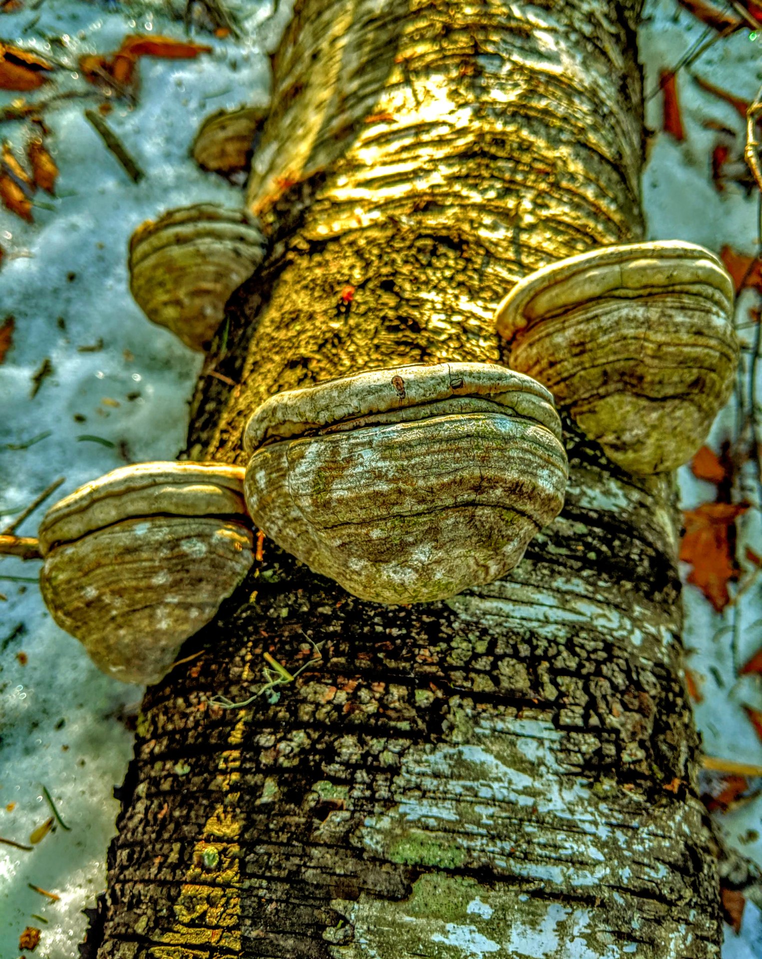 tree mushrooms growing up in a row the side of a tree in downeast, Maine.