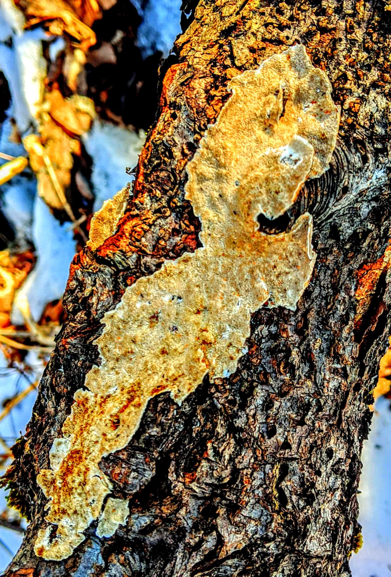 cream, flat mushrooms growing on a dead tree in downeast, Maine.