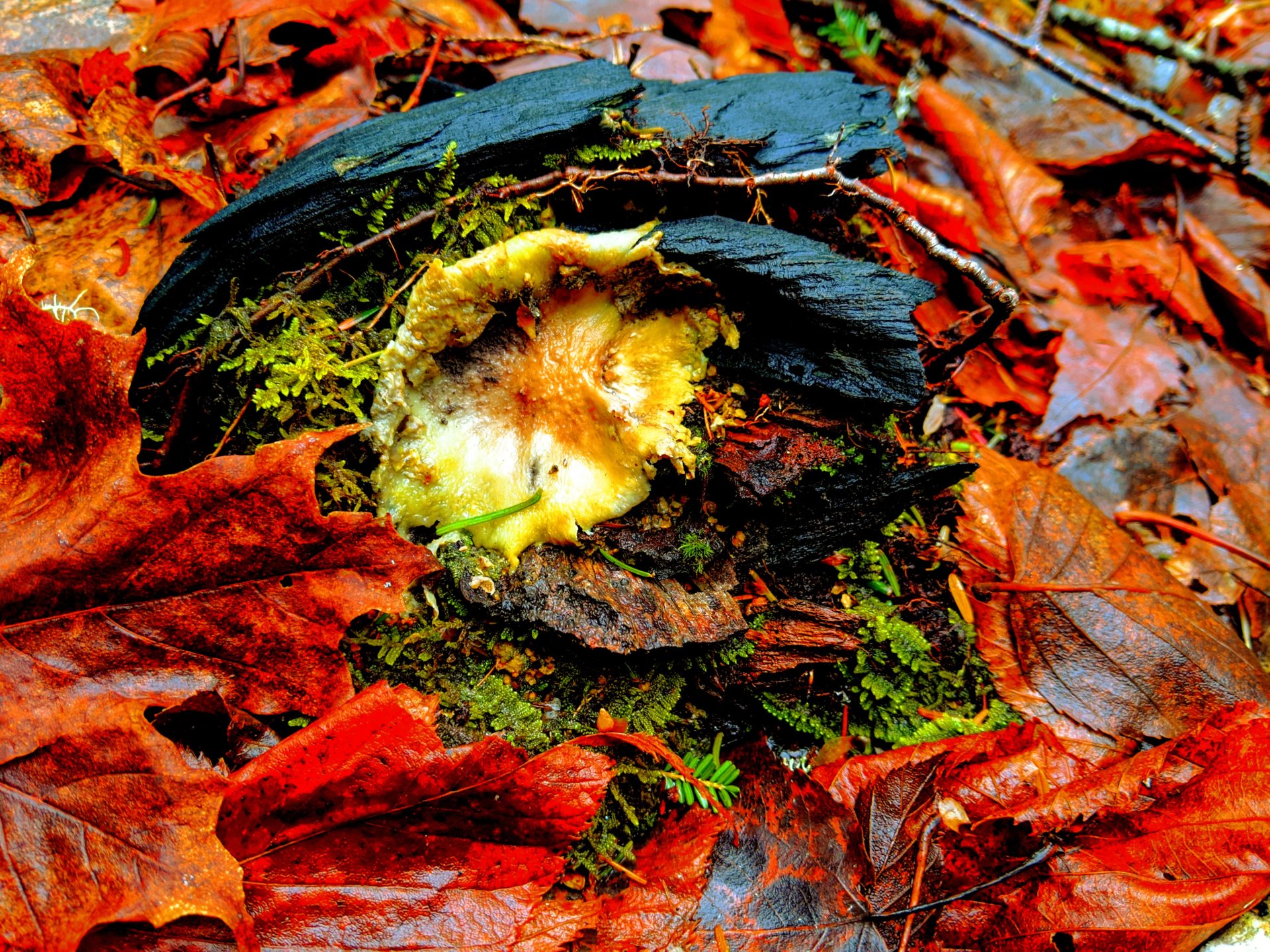 flat, wet, yellow mushroom surrounded by red leaves in downeast, Maine.