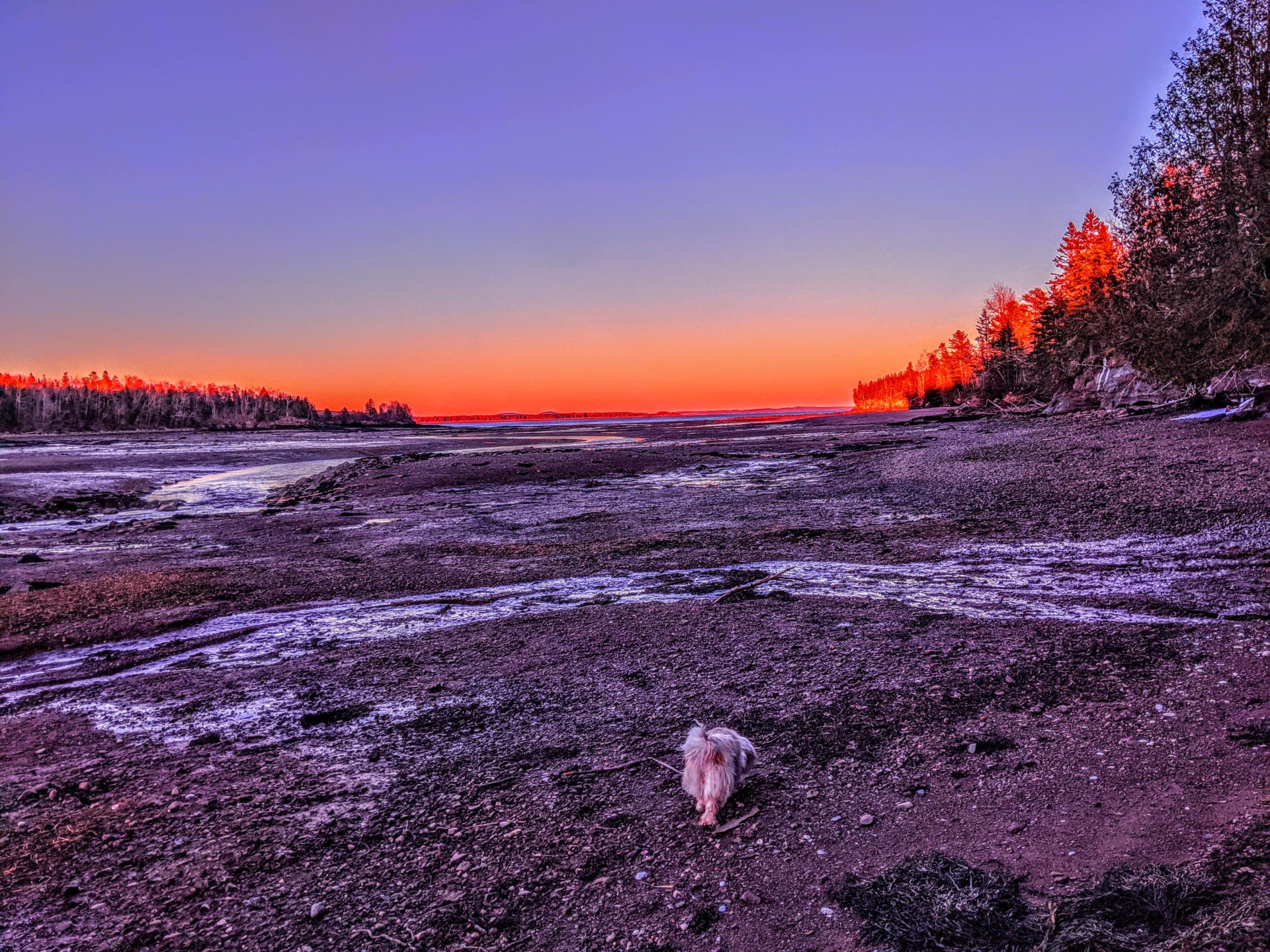 Lewis Cove, Perry, Maine. Sunset, low tide.