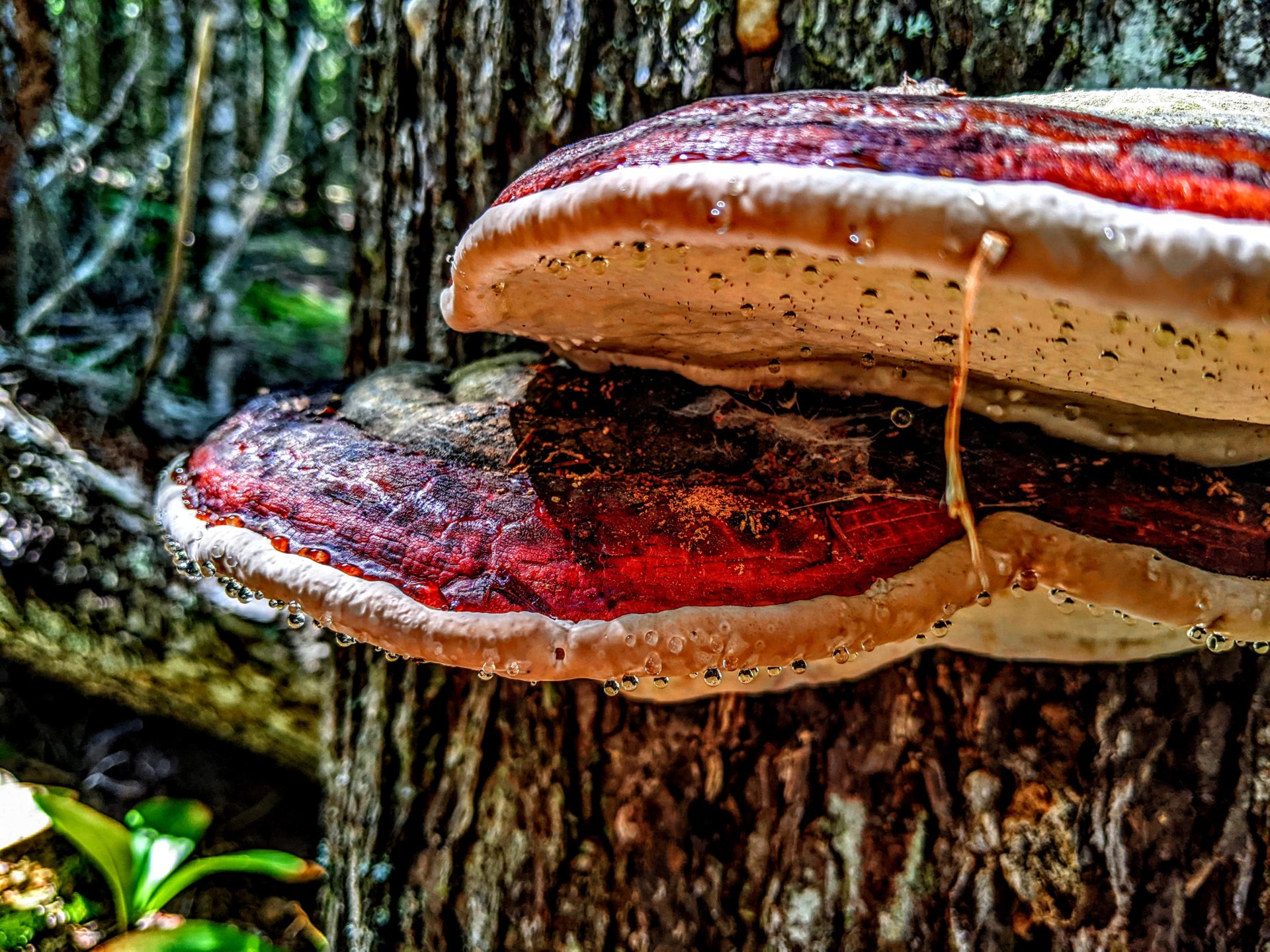 Mushrooms in Downeast Maine.