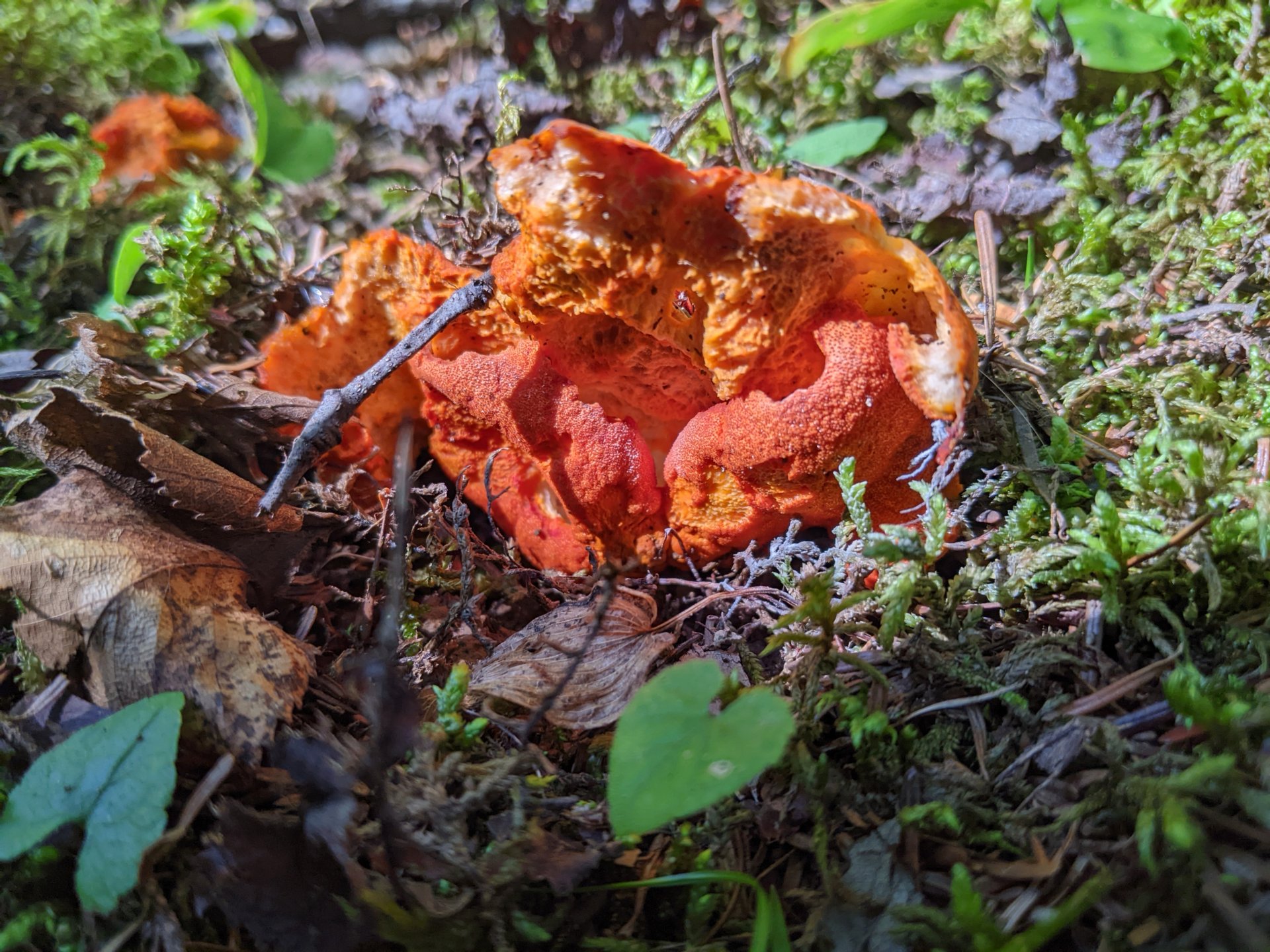 Mushrooms in Downeast Maine.