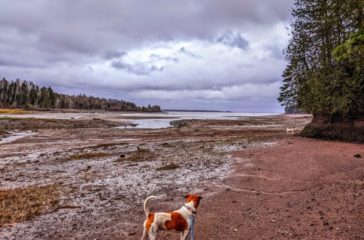 Two dogs at low tide in Perry Maine at Lewis cove in Dec, 2022