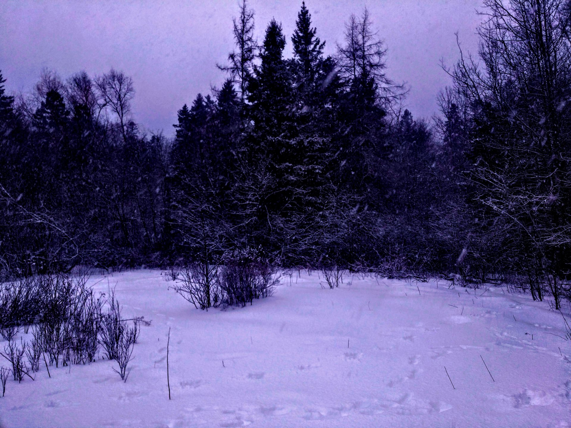 Dark trees in winter.