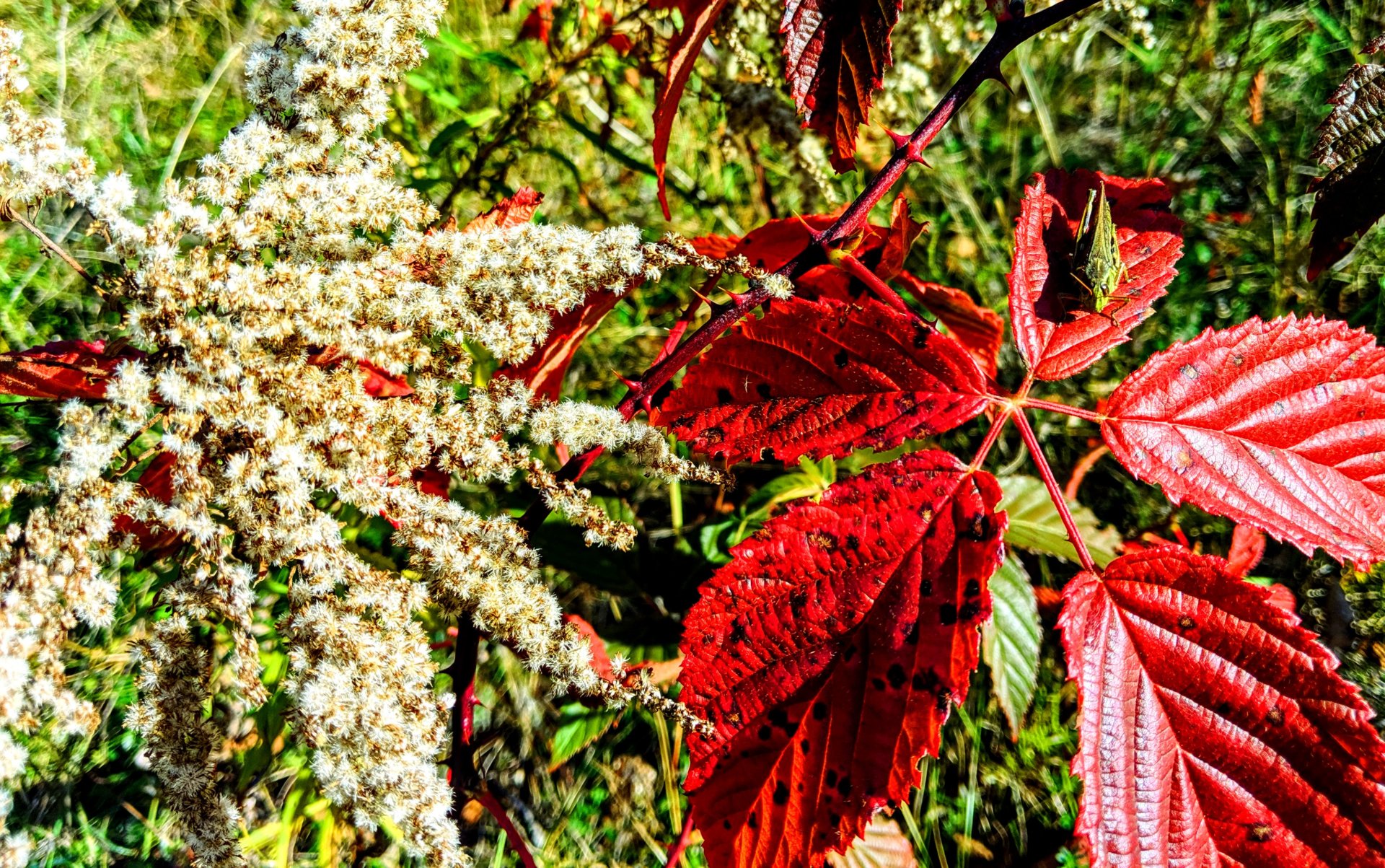 oct, 20 2019, perry Maine, red leaf with grasshopper and white seed flower