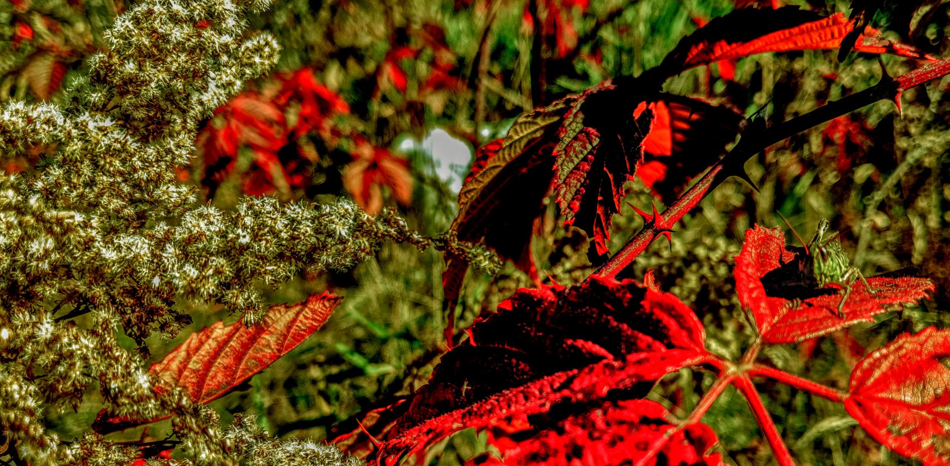 oct, 20 2019, perry Maine, red leaf with grasshopper and white seed flower closeup