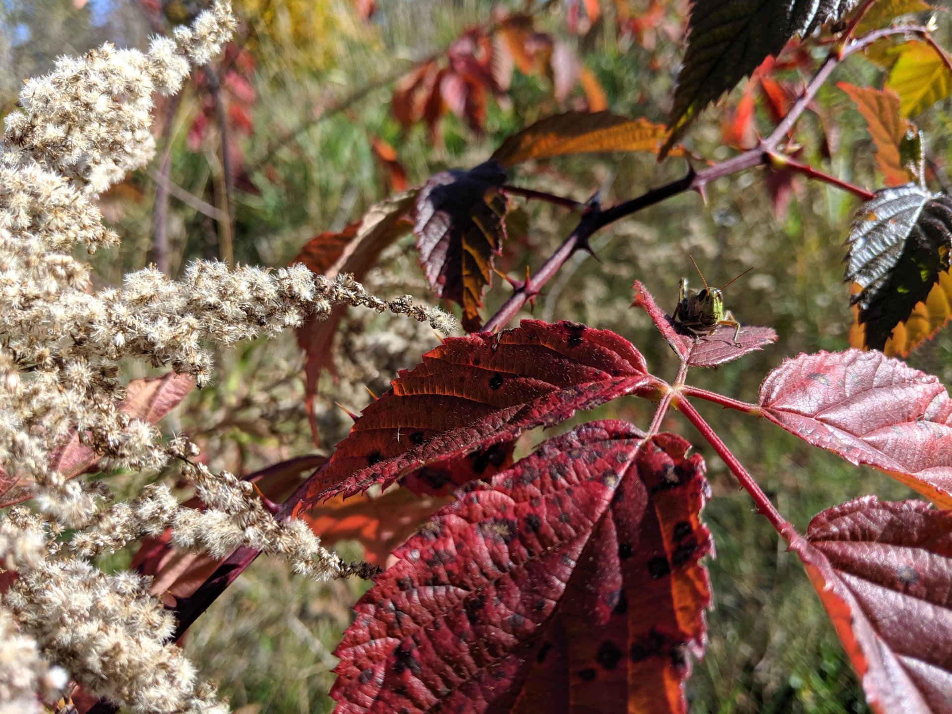 unedited oct, 20 2019, perry Maine, red leaf with grasshopper and white seed flower