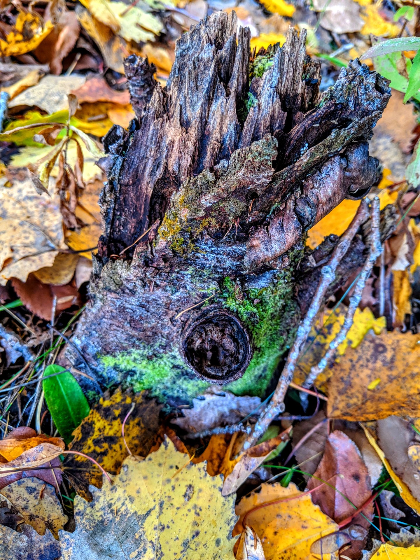 oct 2019 Perry Maine, old log in ground around yellow and brown leave with a round mark