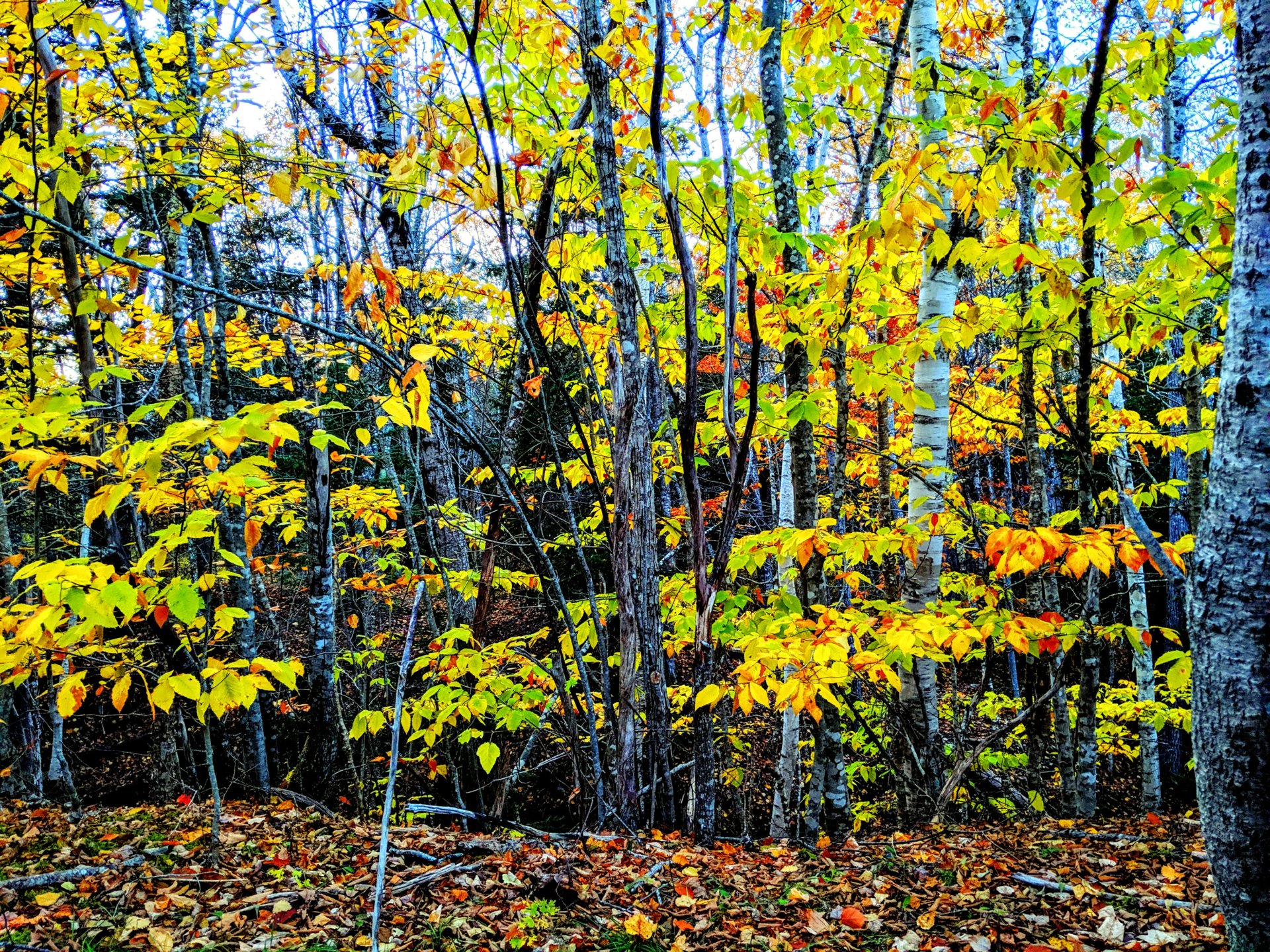 Oct, 20 2019 perry Maine trees with yellow leaves 
