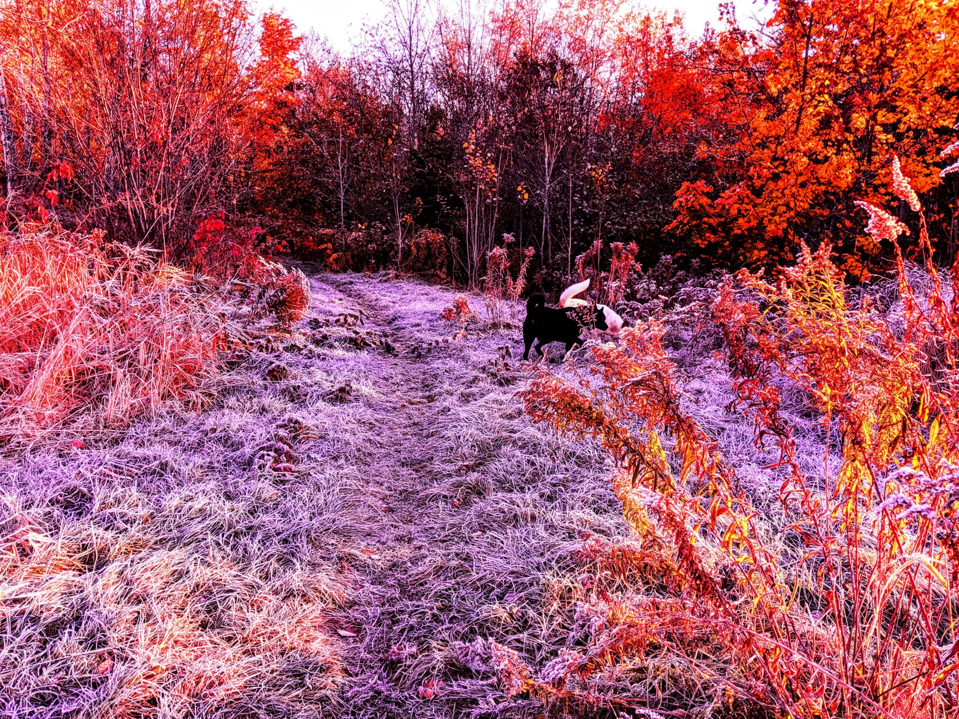 Frozen yard with my dogs in oct, 2019 in Perry, Maine.
