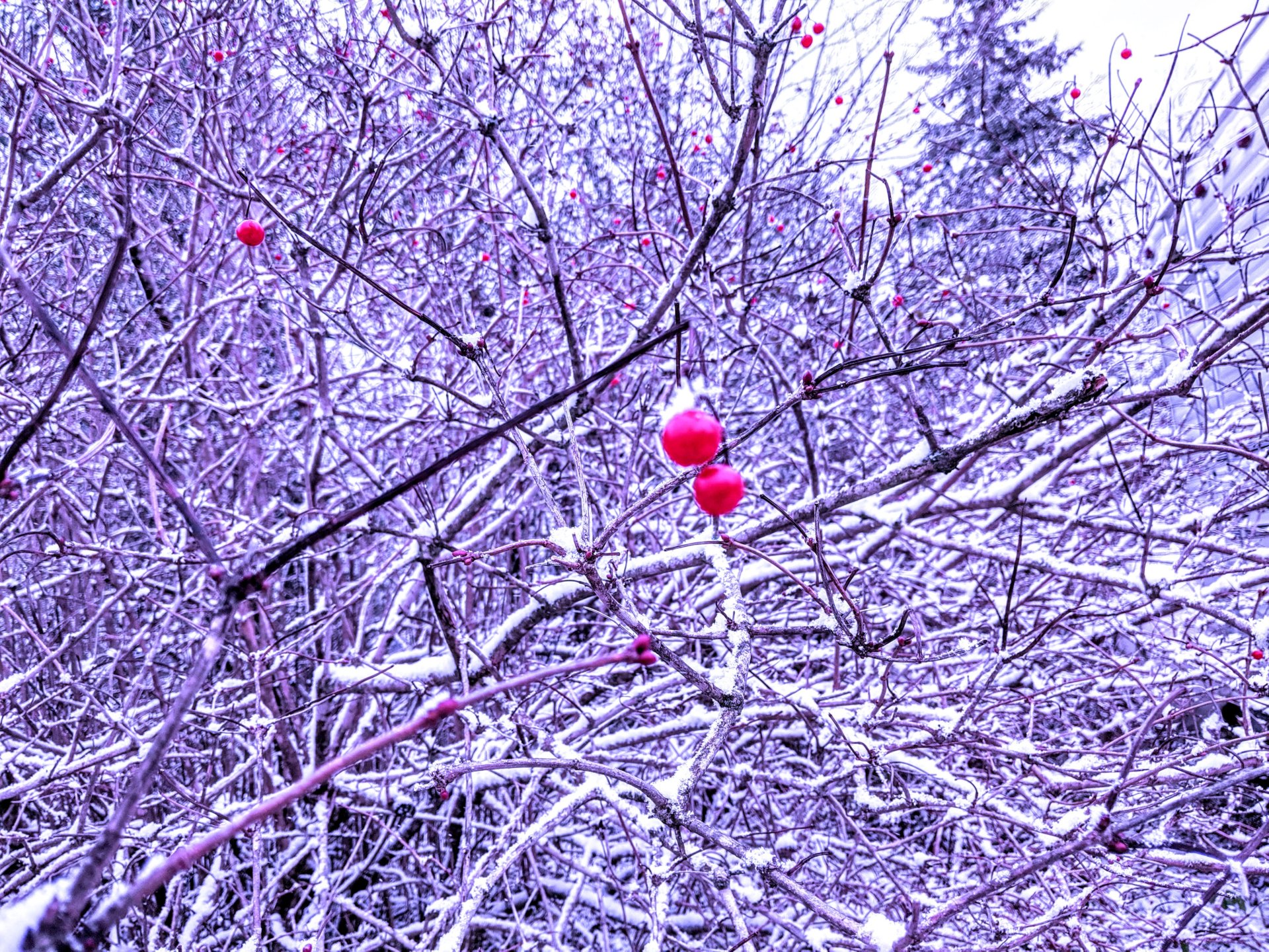Deadly, red frozen berries on bare, tree branches, covered with white snow. in Nov. 2019 in Perry Maine.