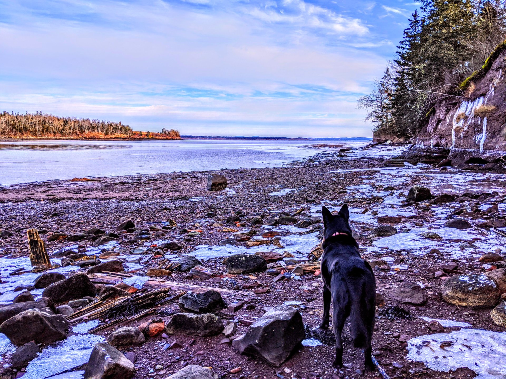 ice on Lewis's cove in Perry, Maine, Dec 2019. With Sam my best buddy, black dog