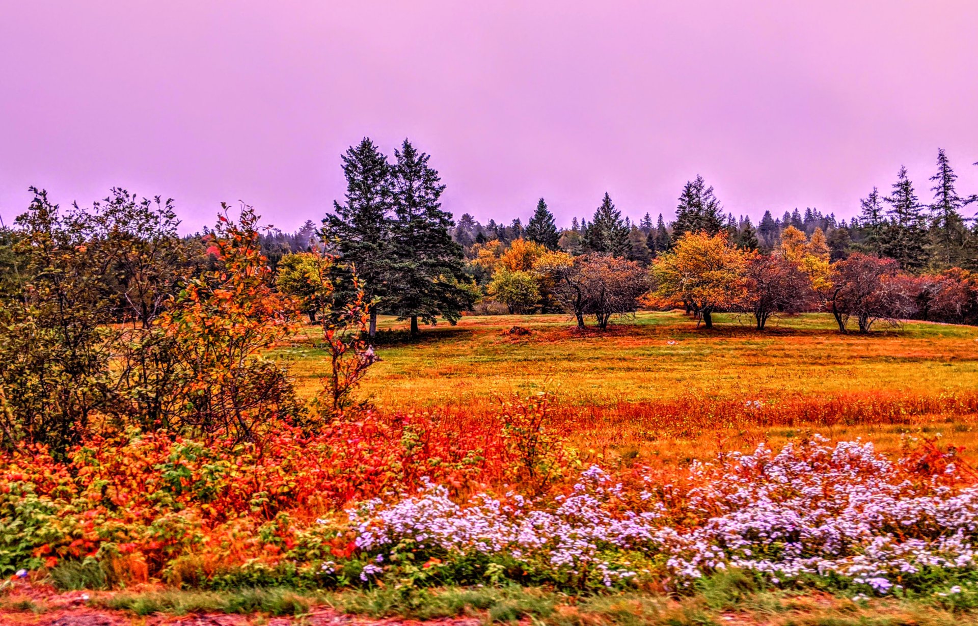 sep, 29 2020 Perry Maine a field with many colors from fall
