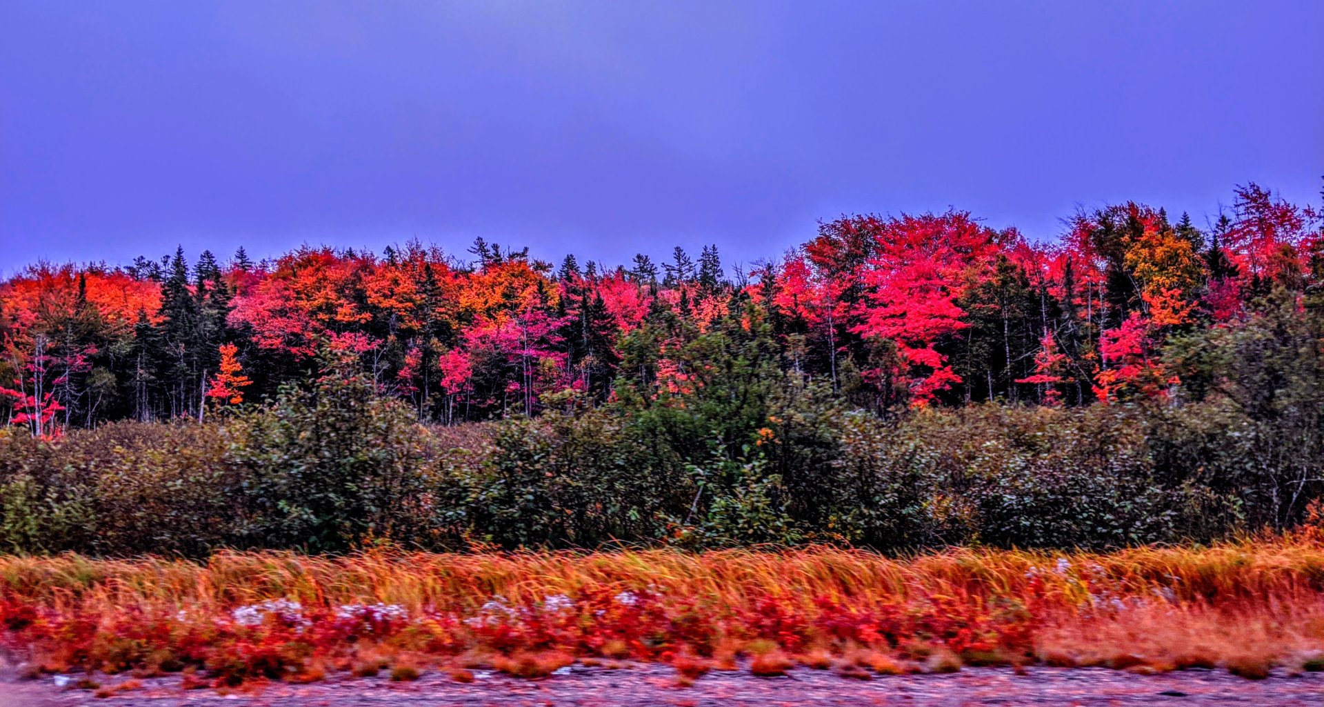 off Route 1 in Perry, Maine,  sep, 29 2020