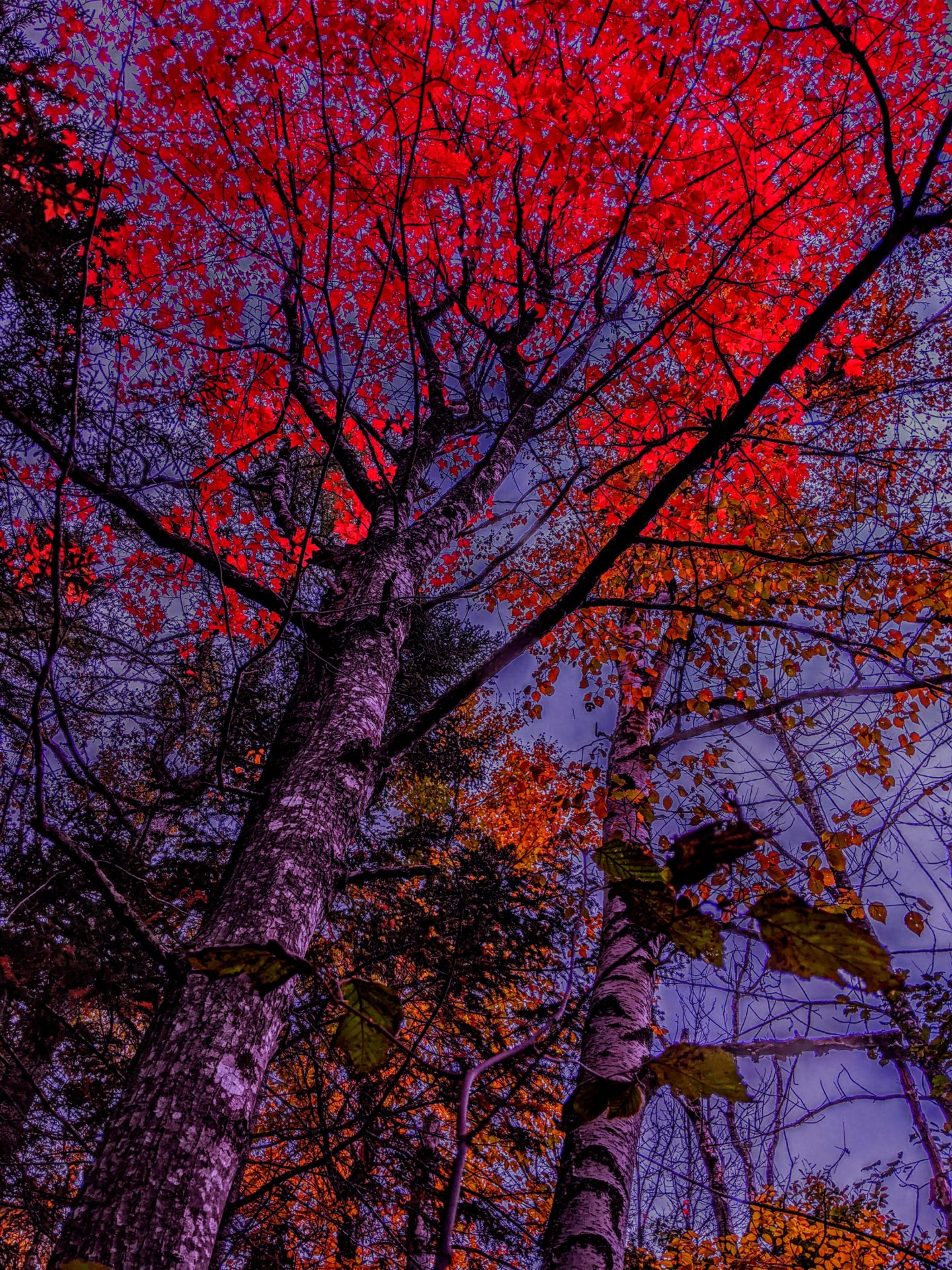 tall dark trees with bright red leaves 