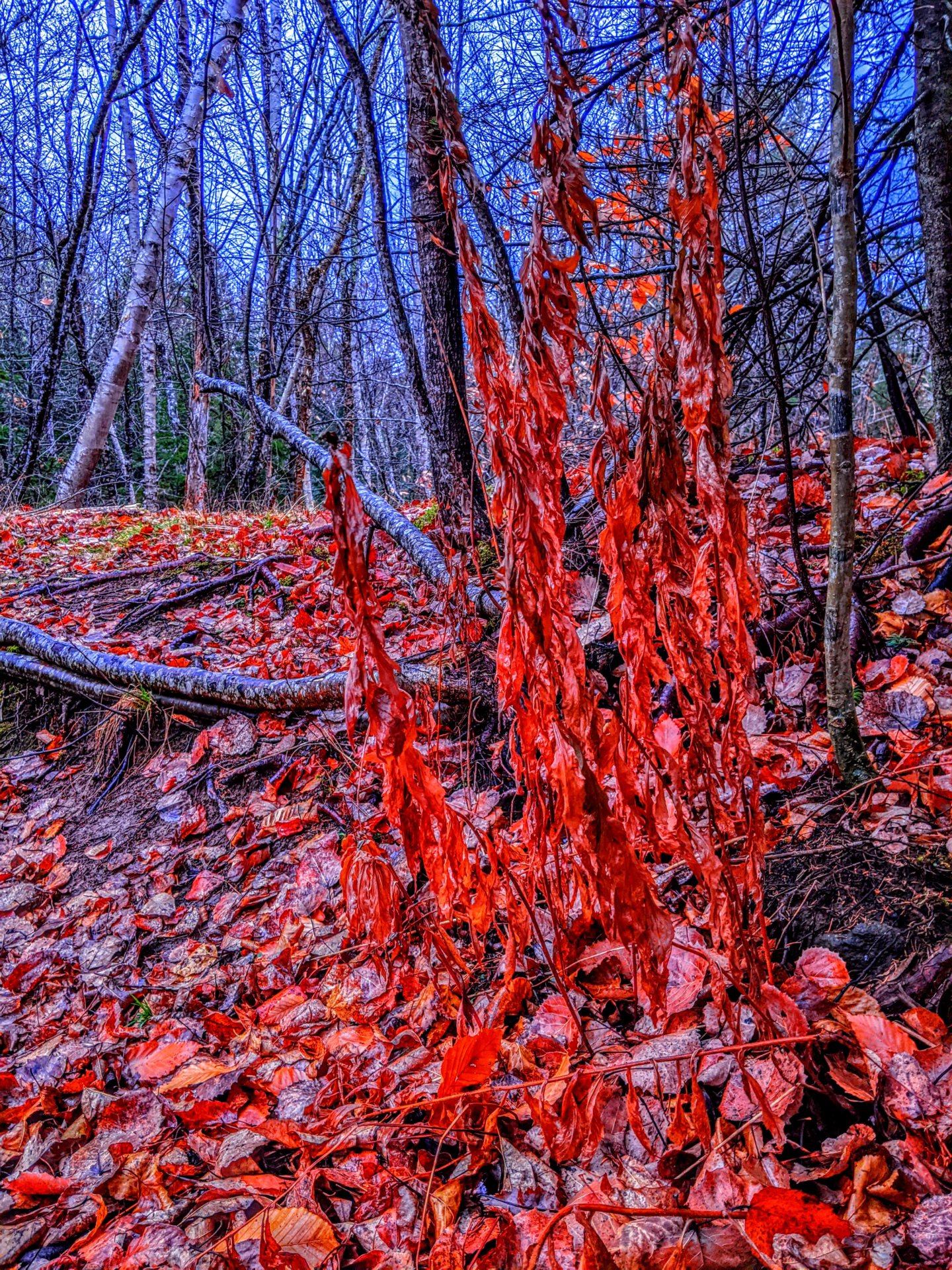 dying leaves up a hill trail sisters