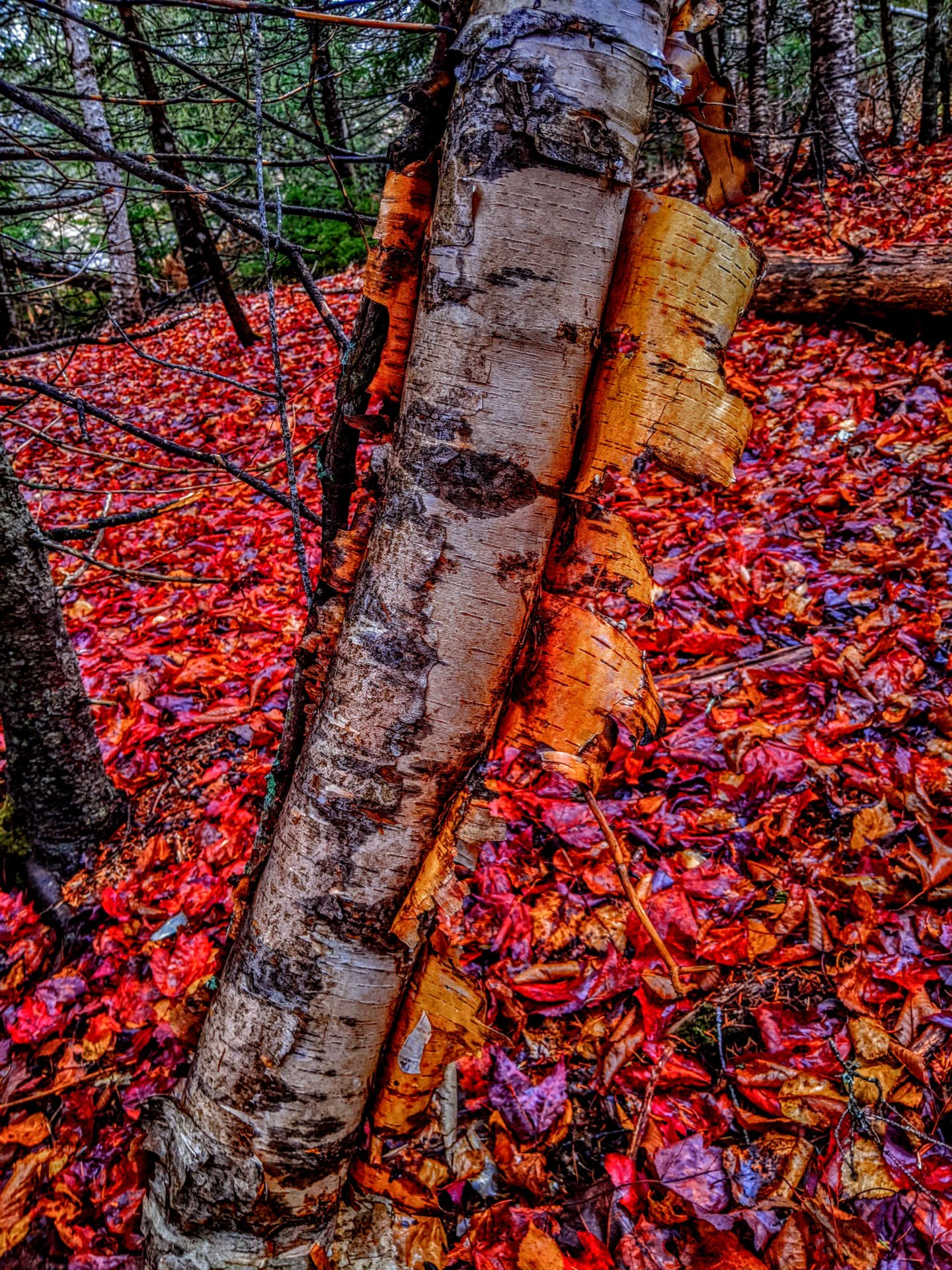 tree losing it's skin in a bed of dead red leaves 