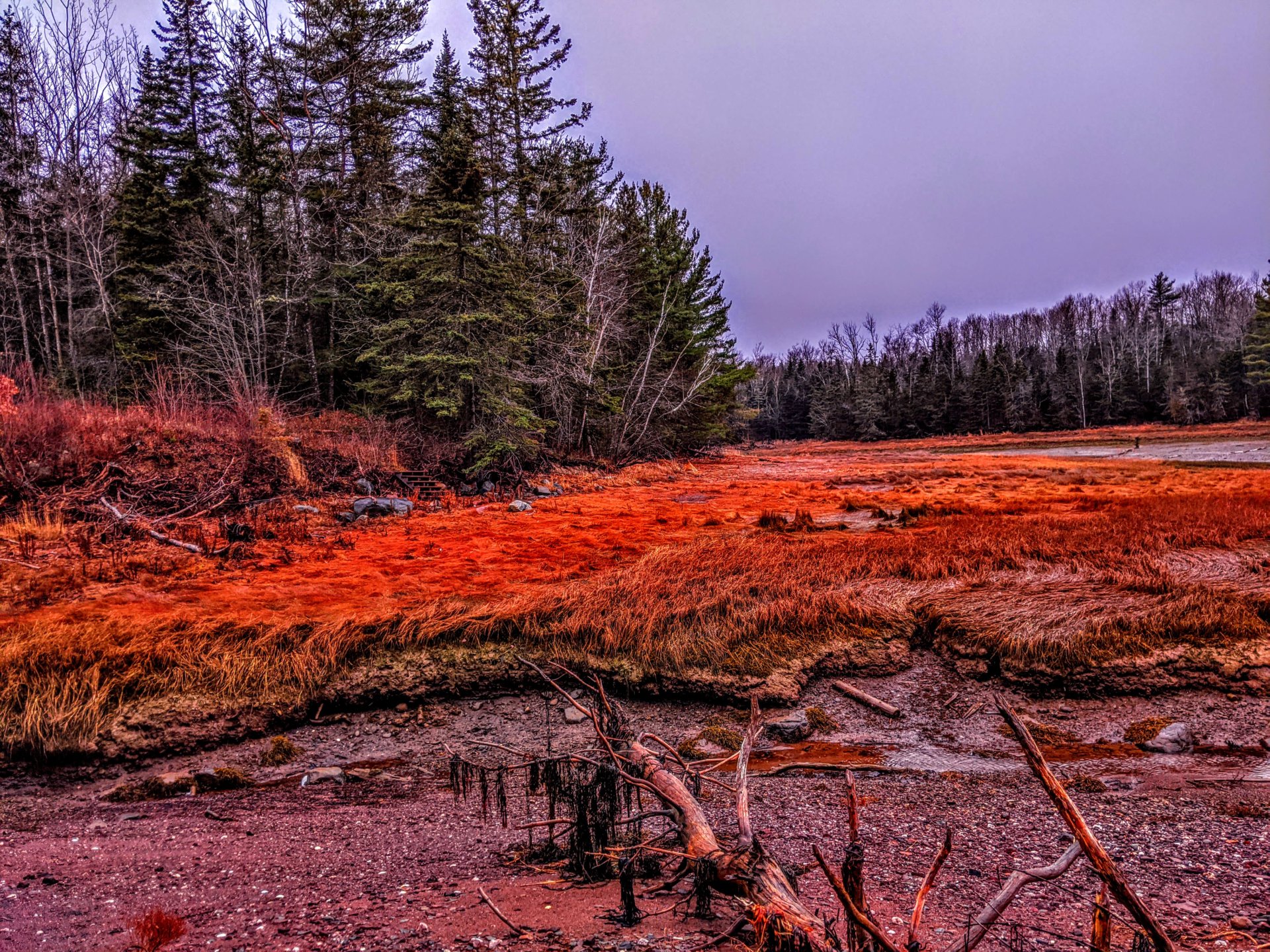 Nov 23, 2020 Lewis Cove Perry Maine red grass on the ocean bay