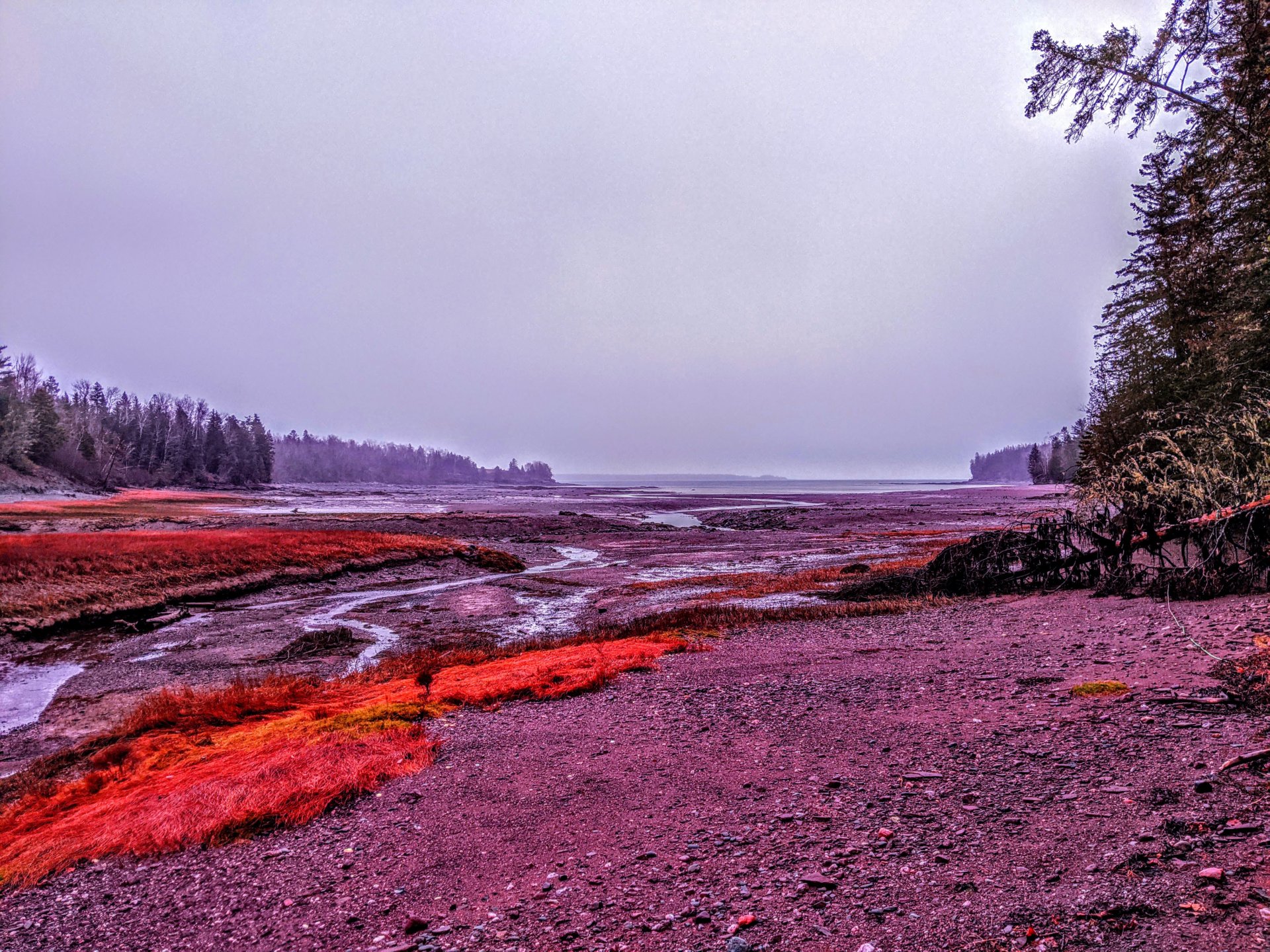 Nov 23, 2020 Lewis Cove Perry Maine red grass on the ocean bay low tide