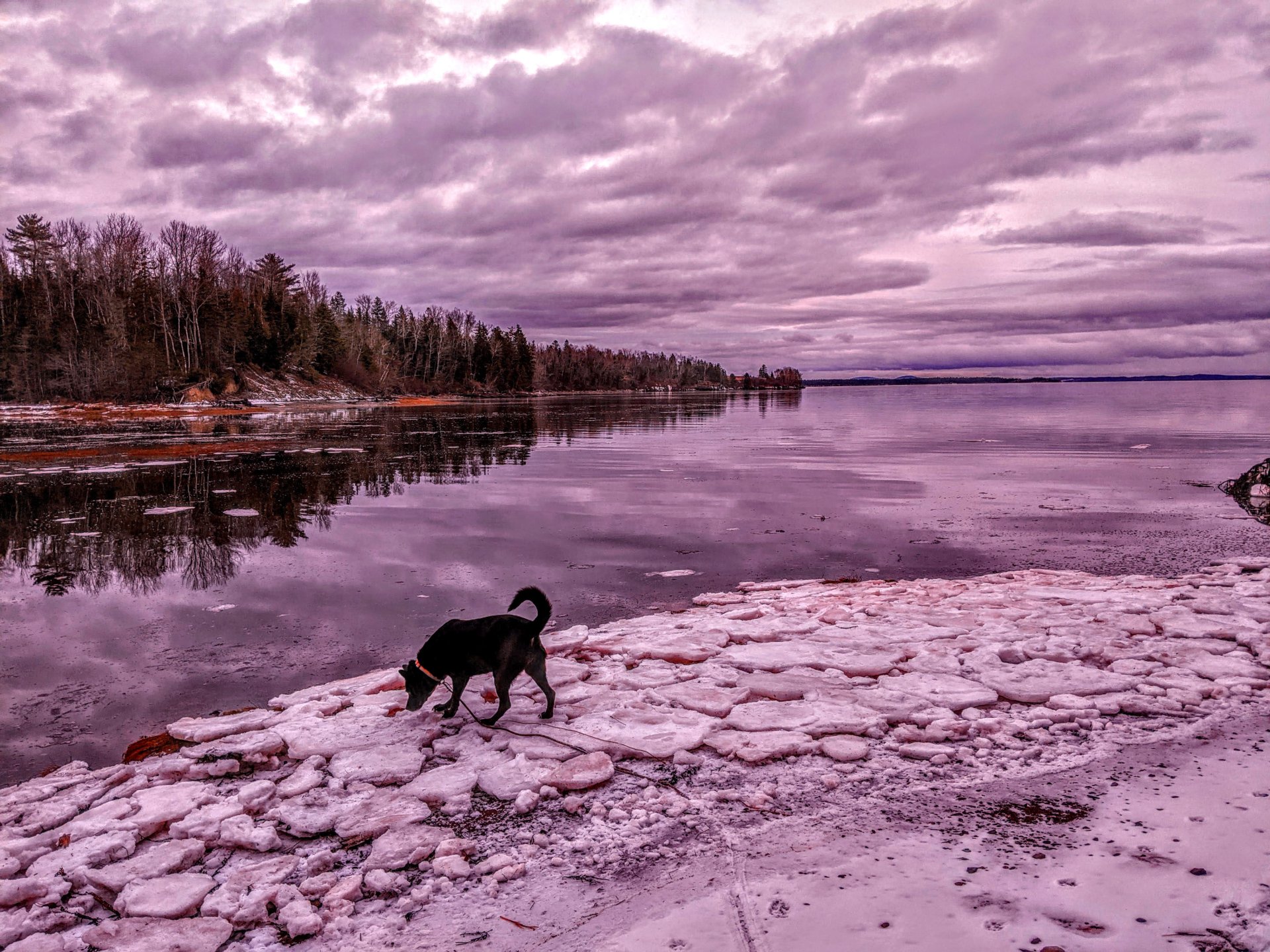 Lewis Cove in Perry, Maine Dec. 2020 with a black dog.