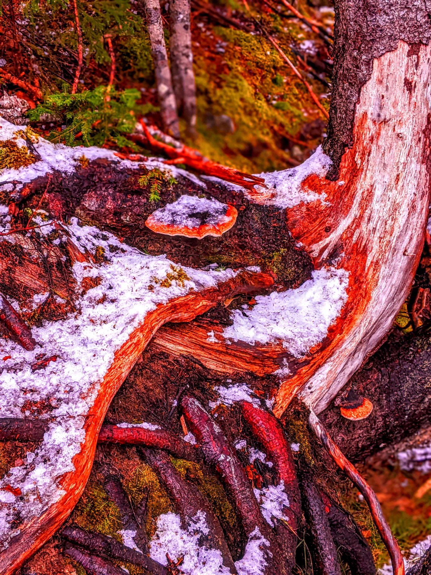 Dec, 02, 2022, snow on tree roots on the ocean bay in Lewis Cove, Perry, Maine.