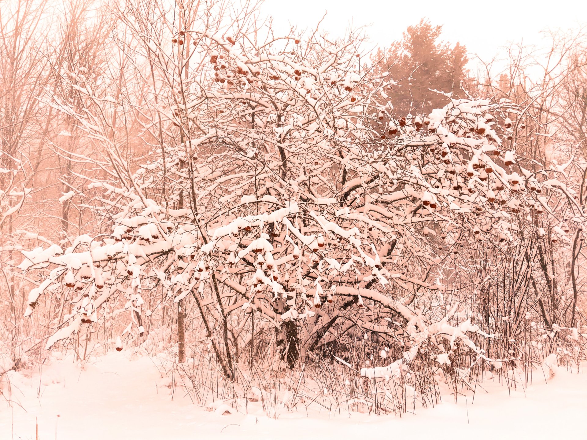 Jan 07, 2022, Snow covered apple tree in Perry, Maine,