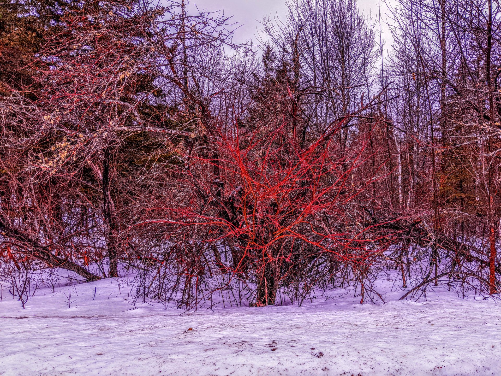 red bush in the snow