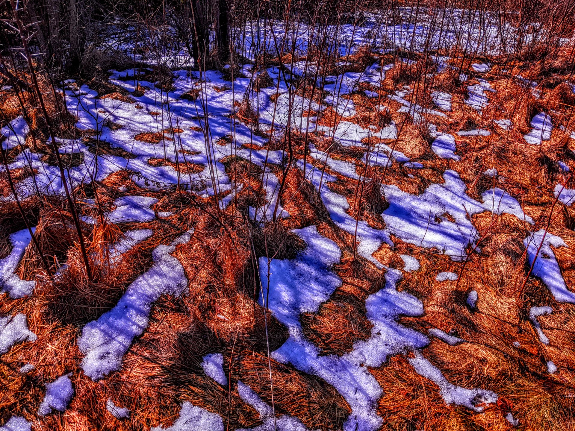 mar 10, 2022 Perry, Maine. Ice melt, showing the red grass below.